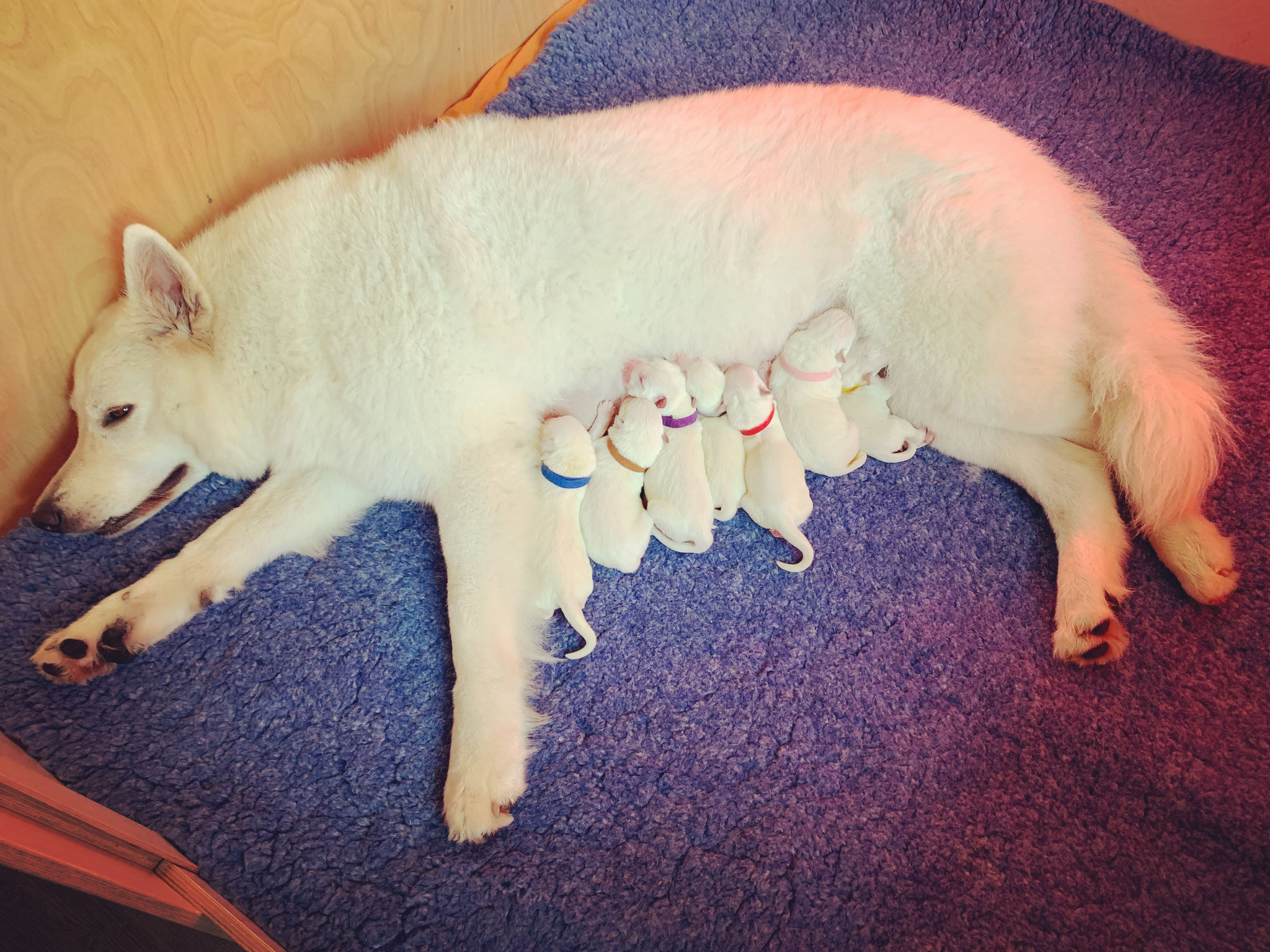 Die kleine Familie in der sauberen Wurfkiste
