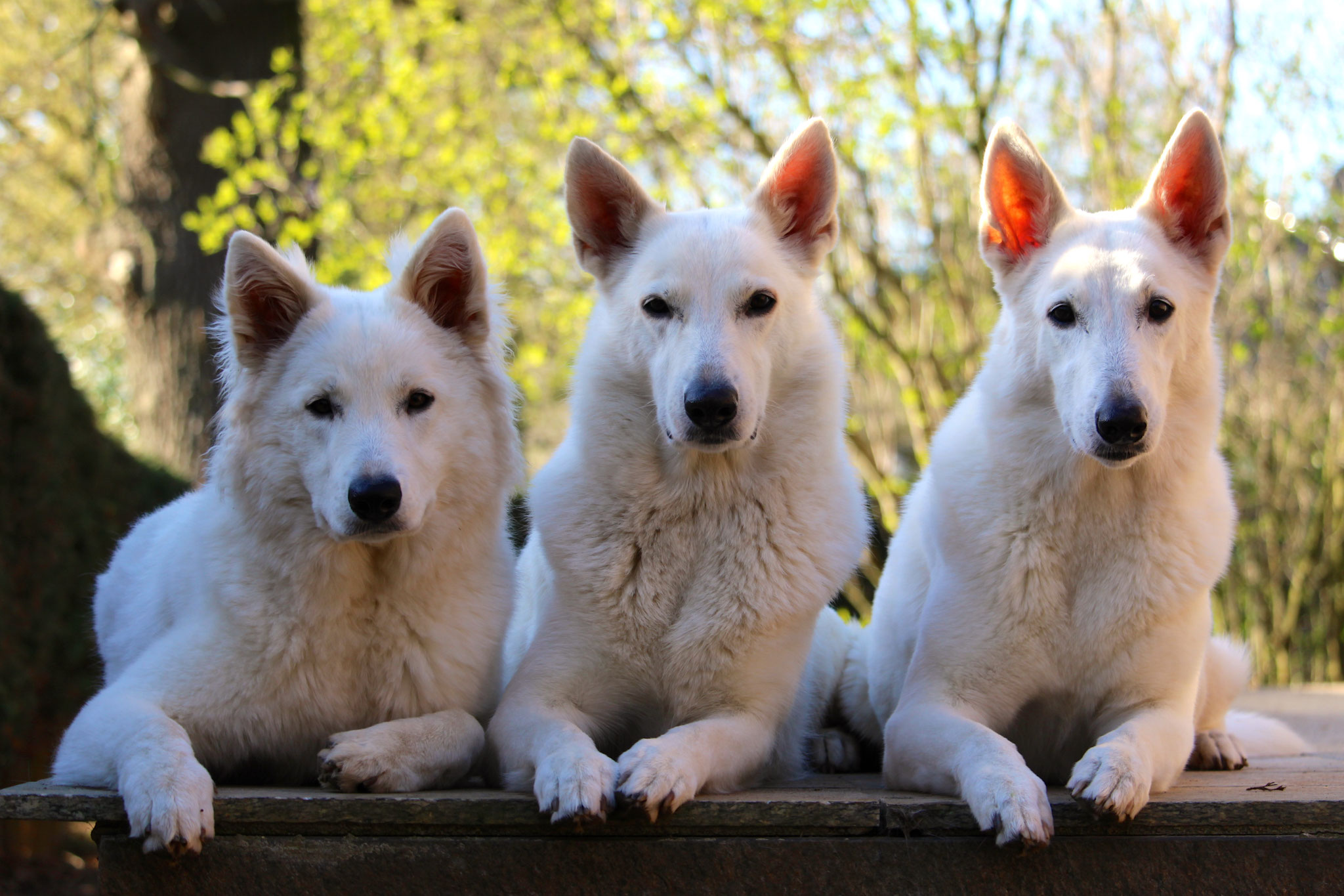 Nayeli - Milka - Arjuna