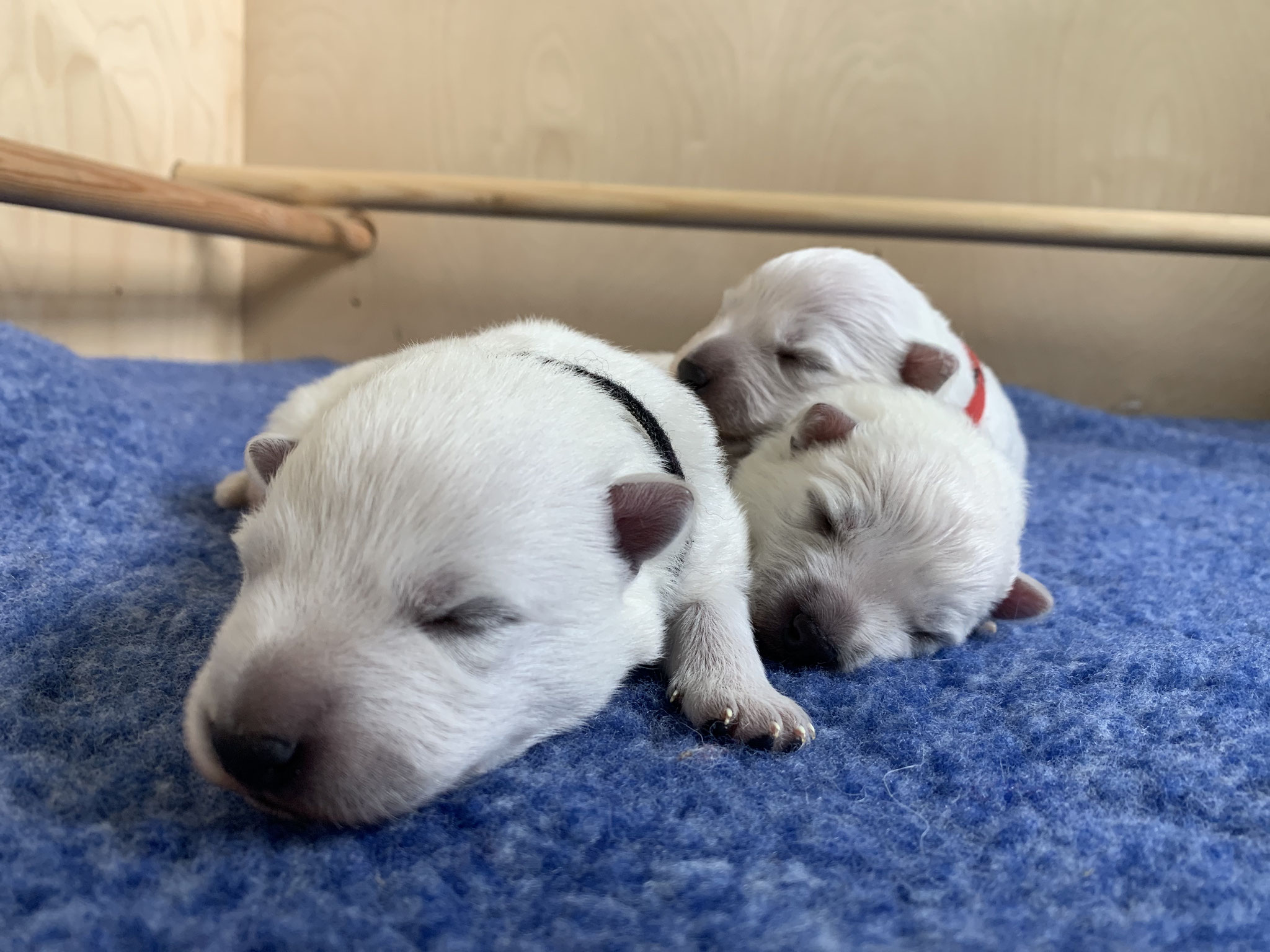 das Trio