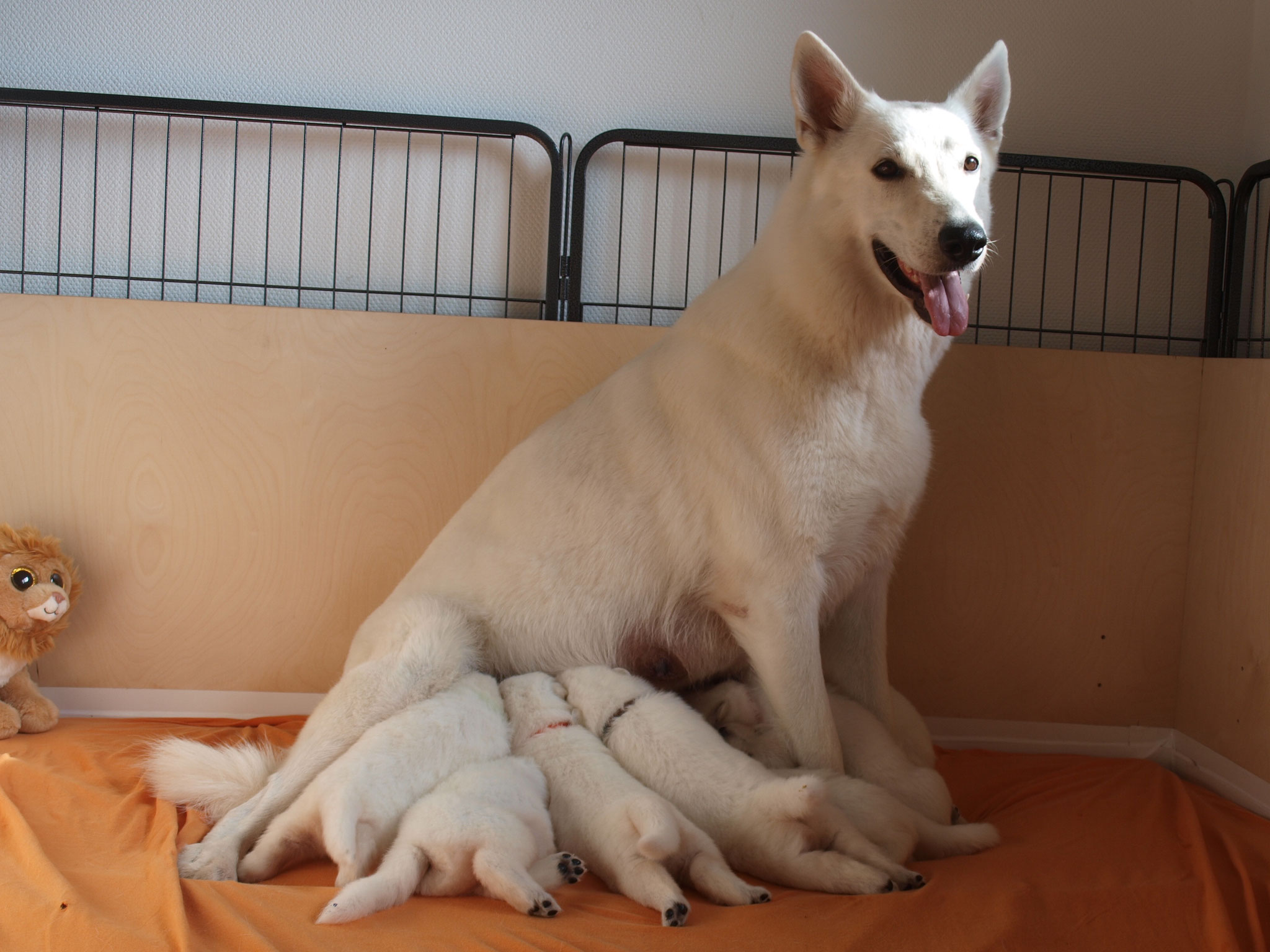 Milka säugt ab und zu im Sitzen, so bekommt jeder was ab...