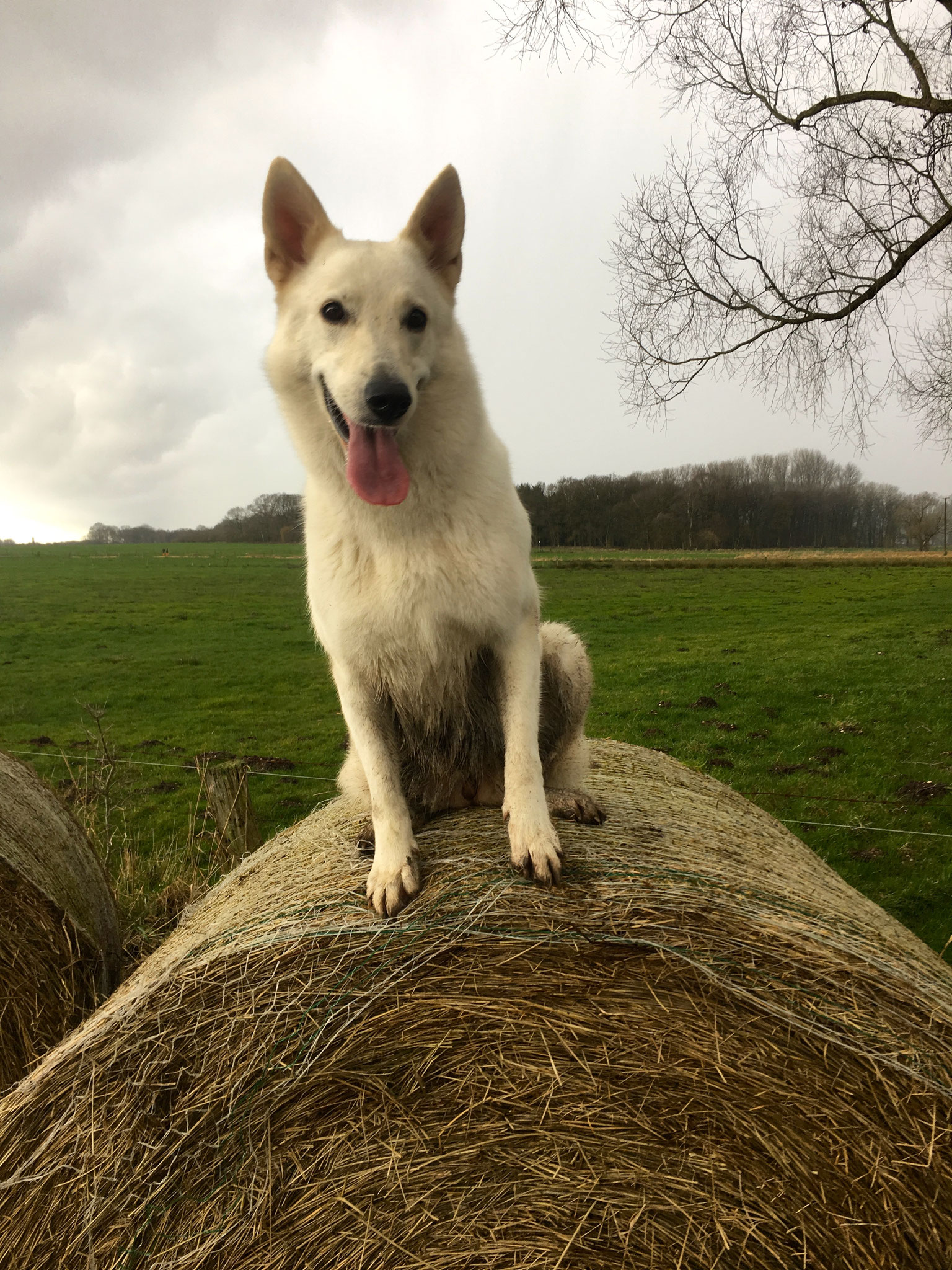 Milka thront auf dem Strohballen