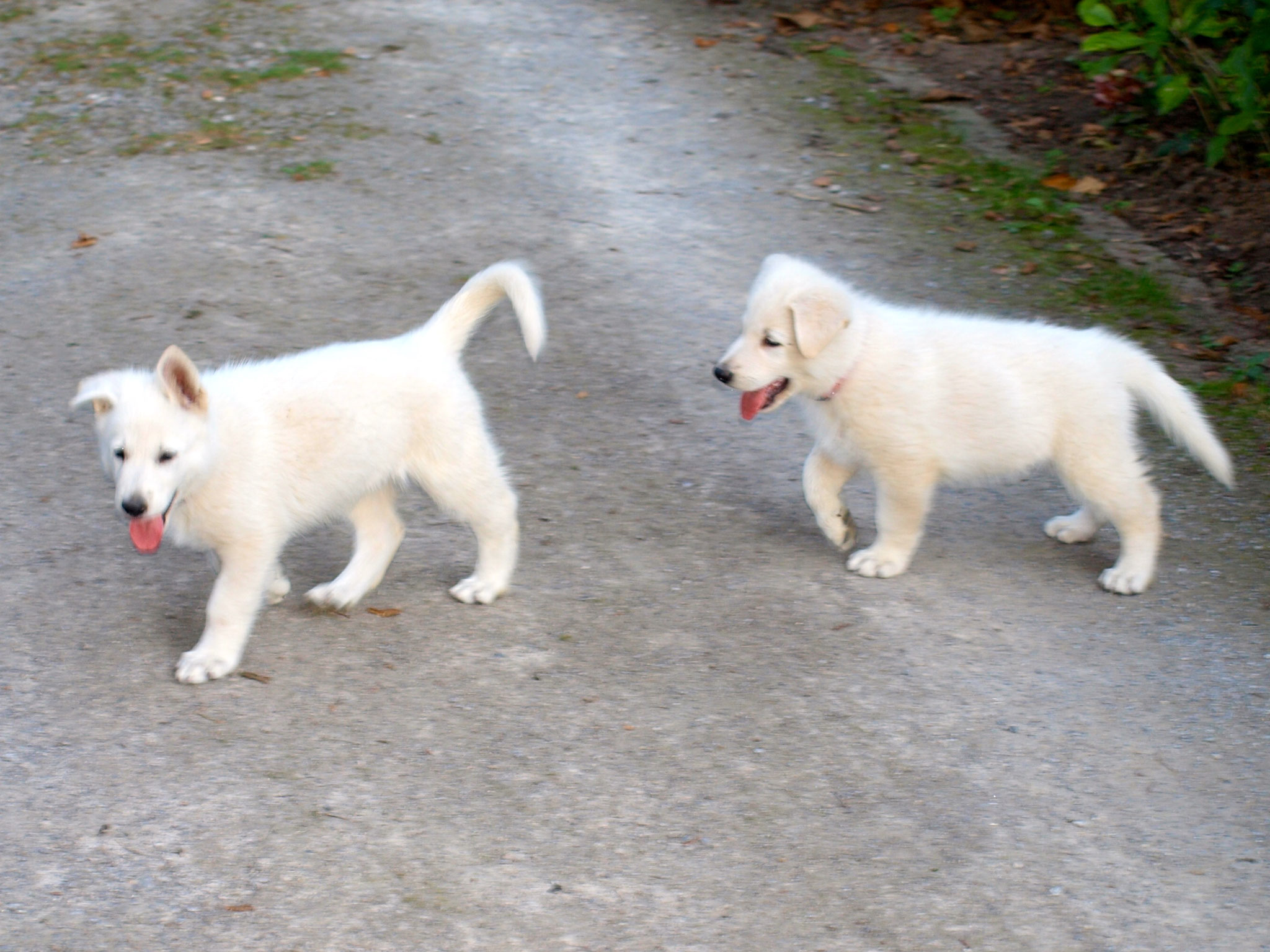 Leona und Slush