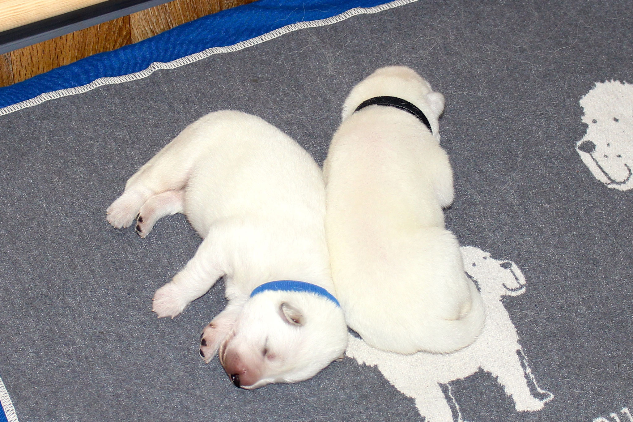 Blitz & Mister Harmonie