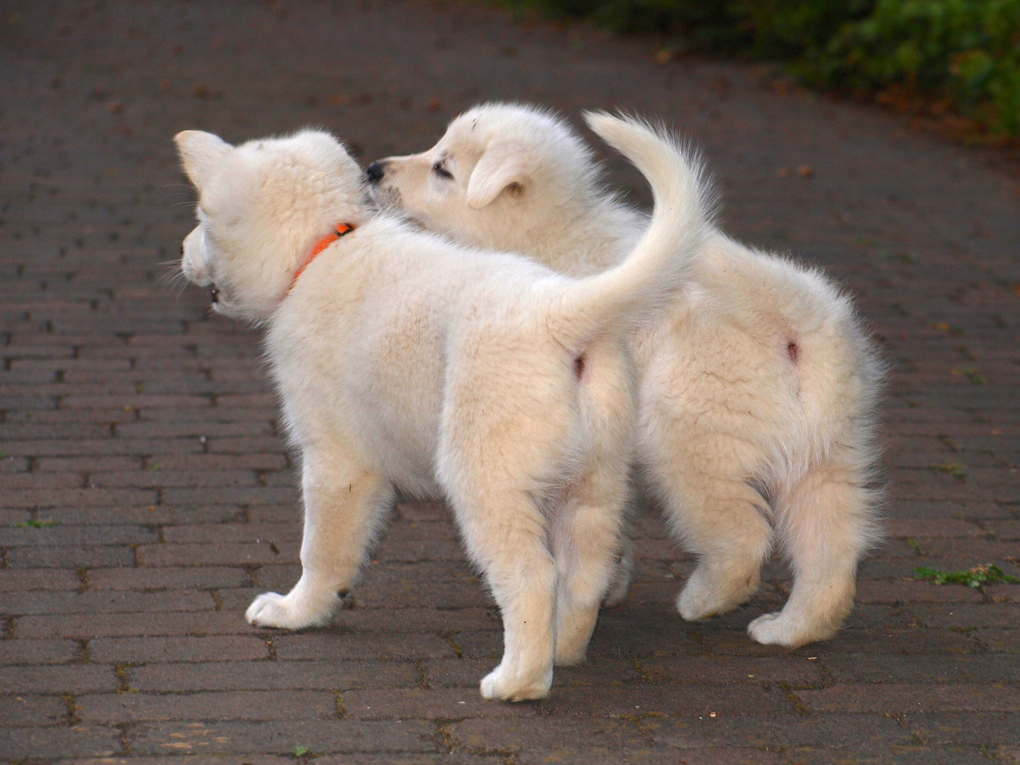 Leona und Icey
