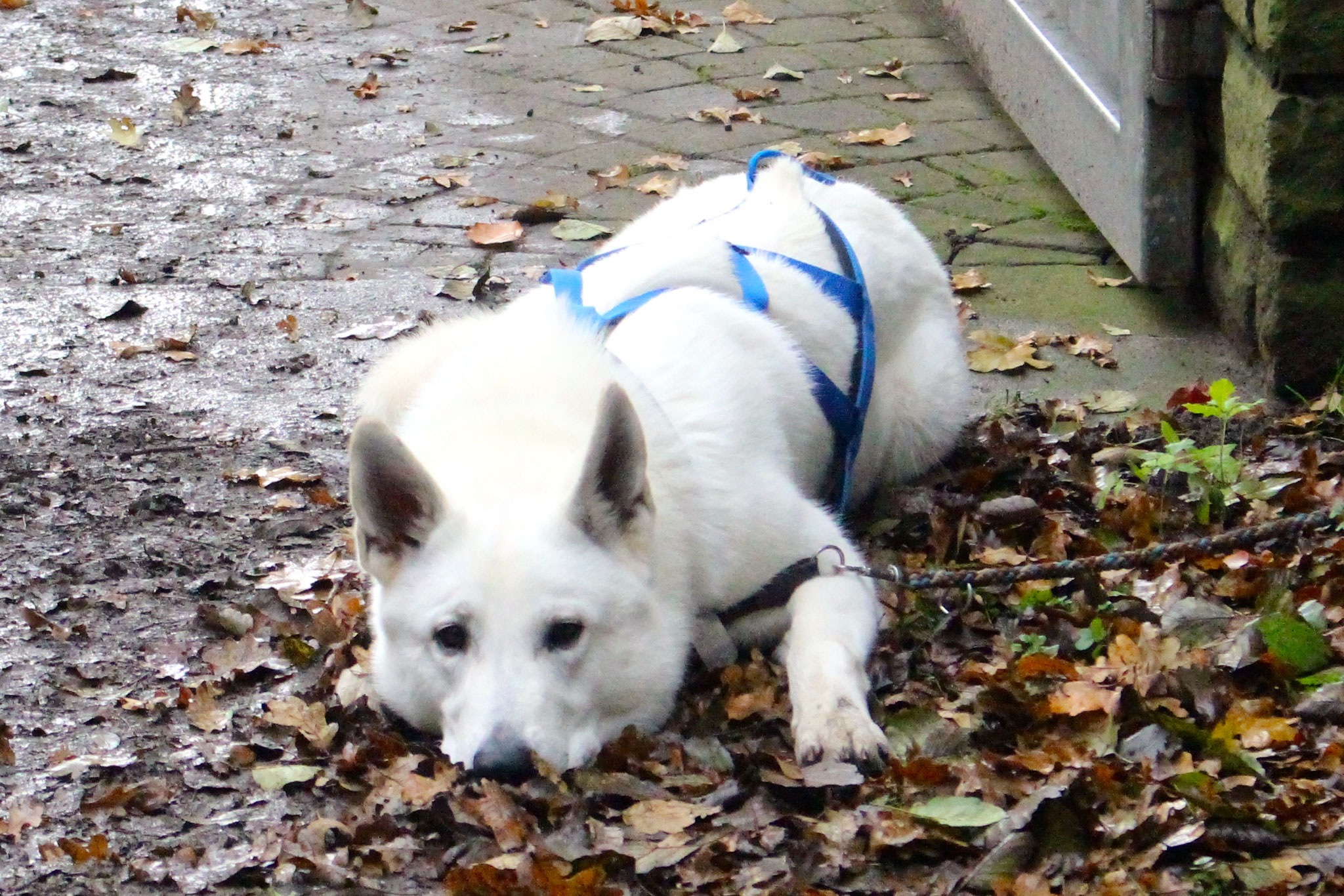 und Dexter
