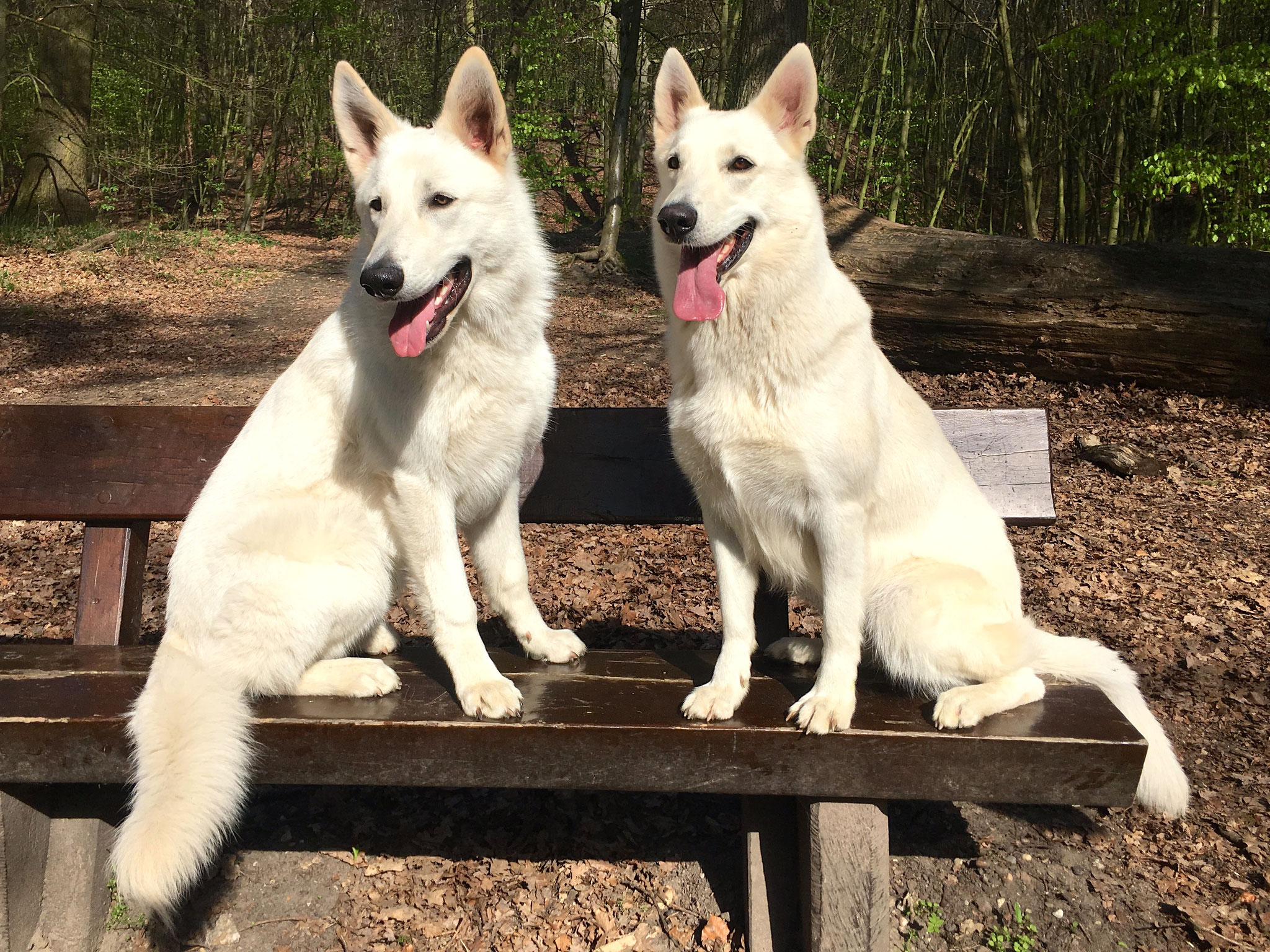 Flaco und Milka posieren