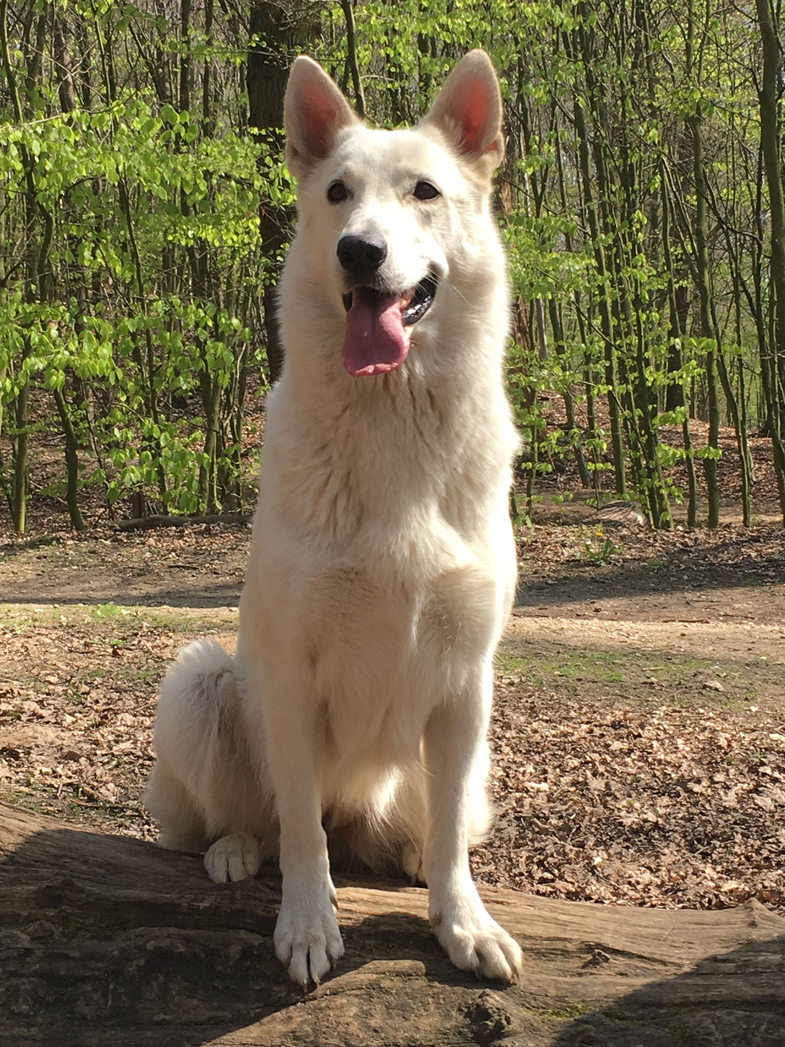 mein Schokomädchen