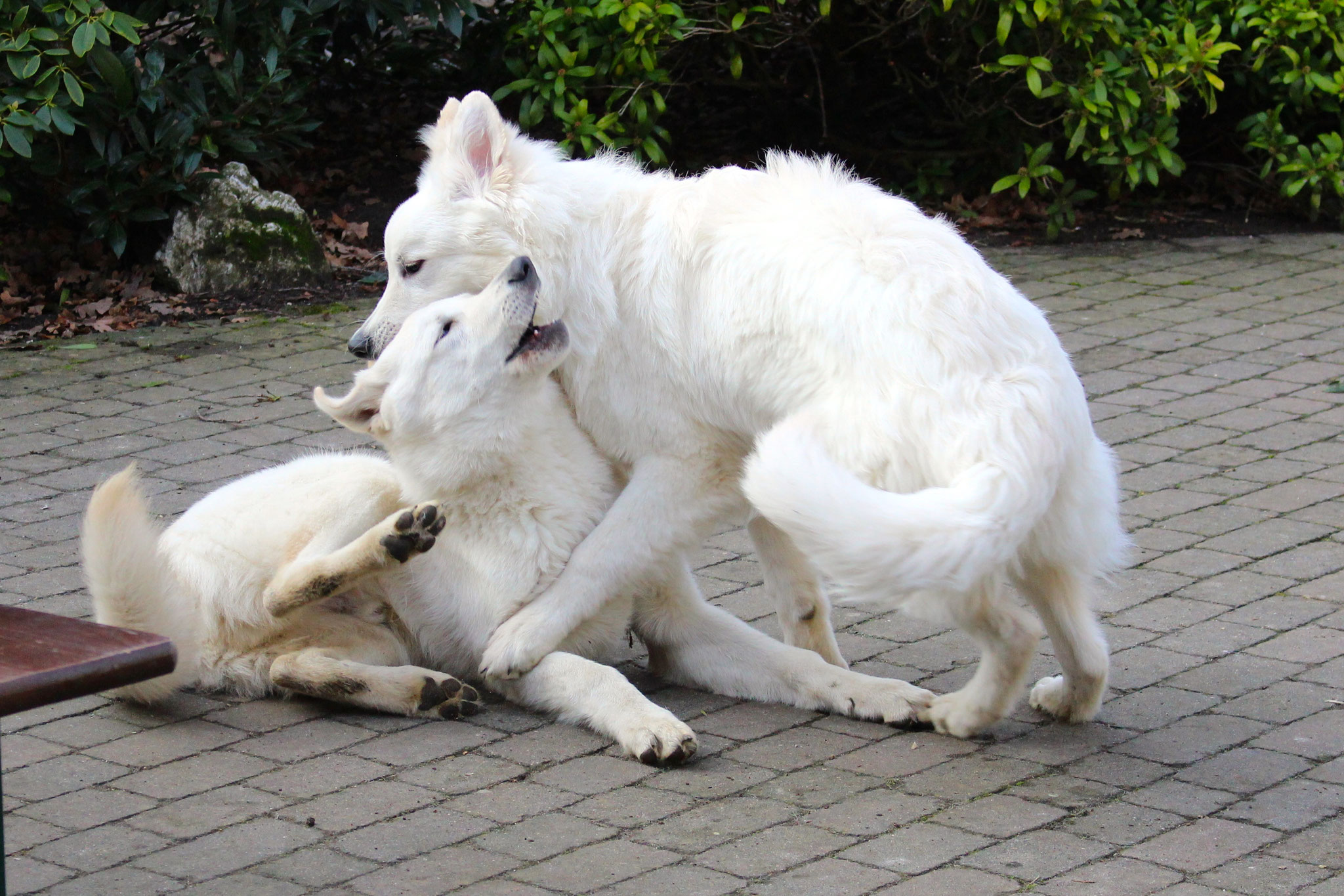 Flaco und Prince, die 1.
