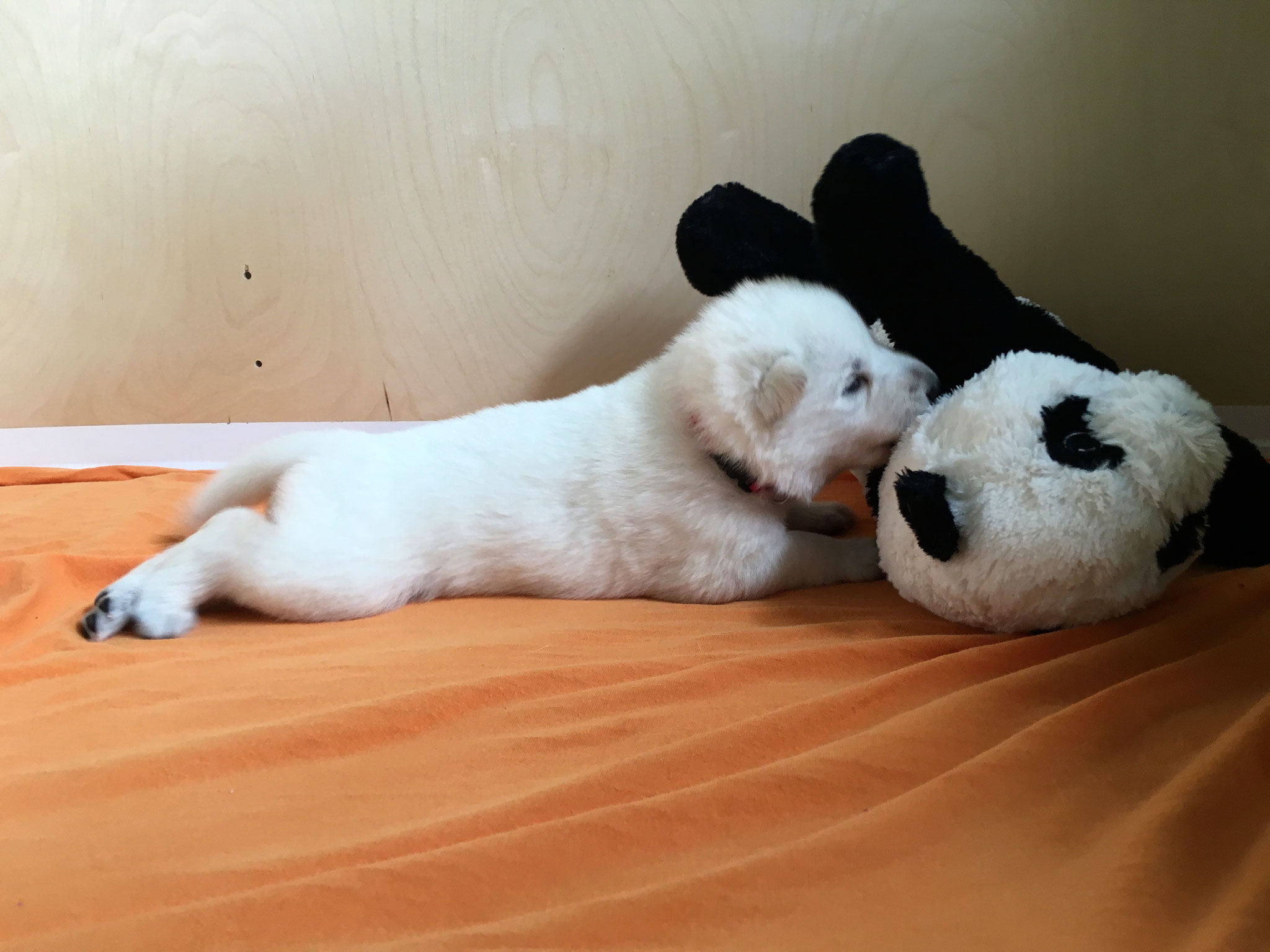 Slush erlegt den Panda