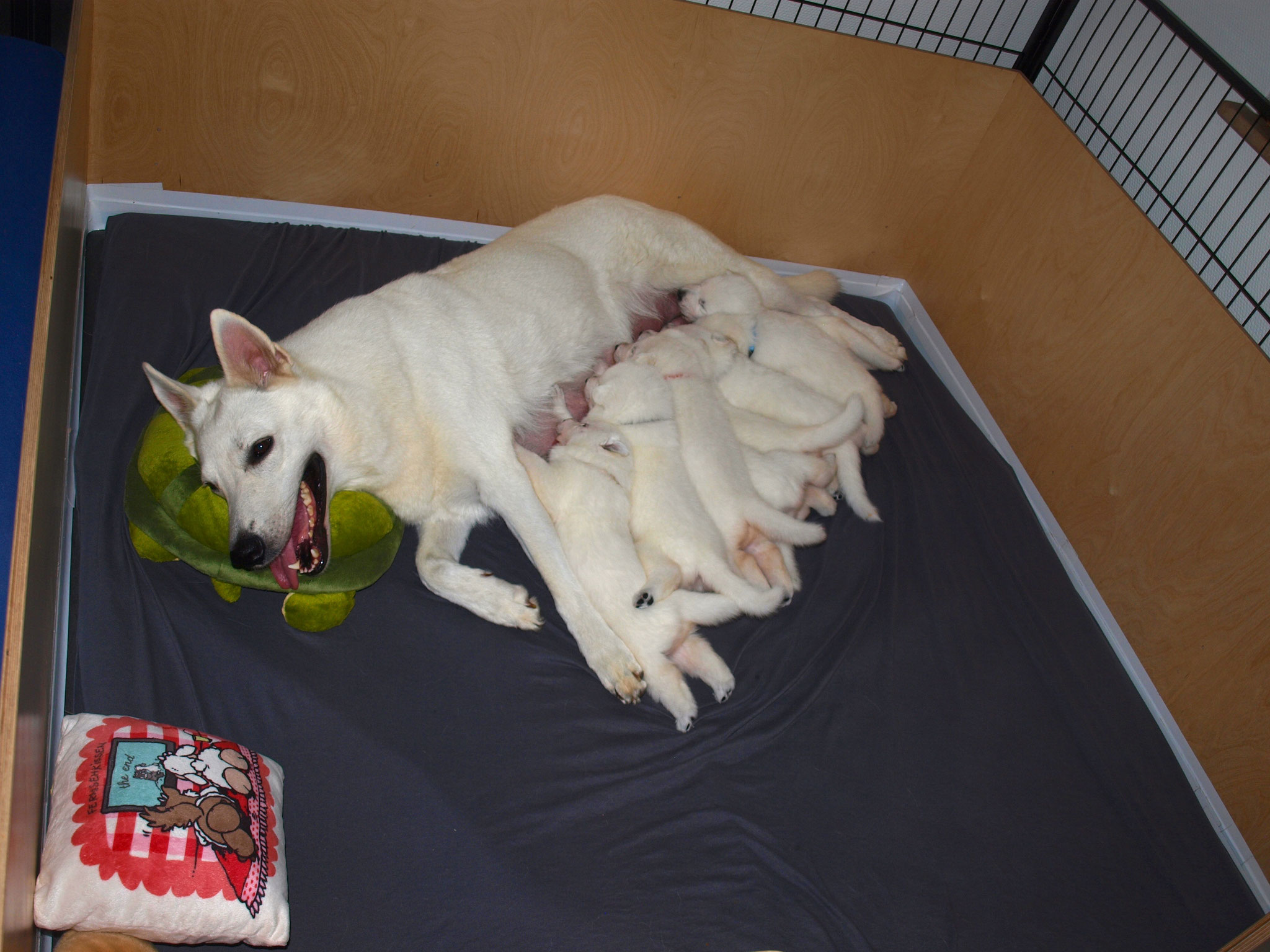 und immer wieder alle an die Mama ran