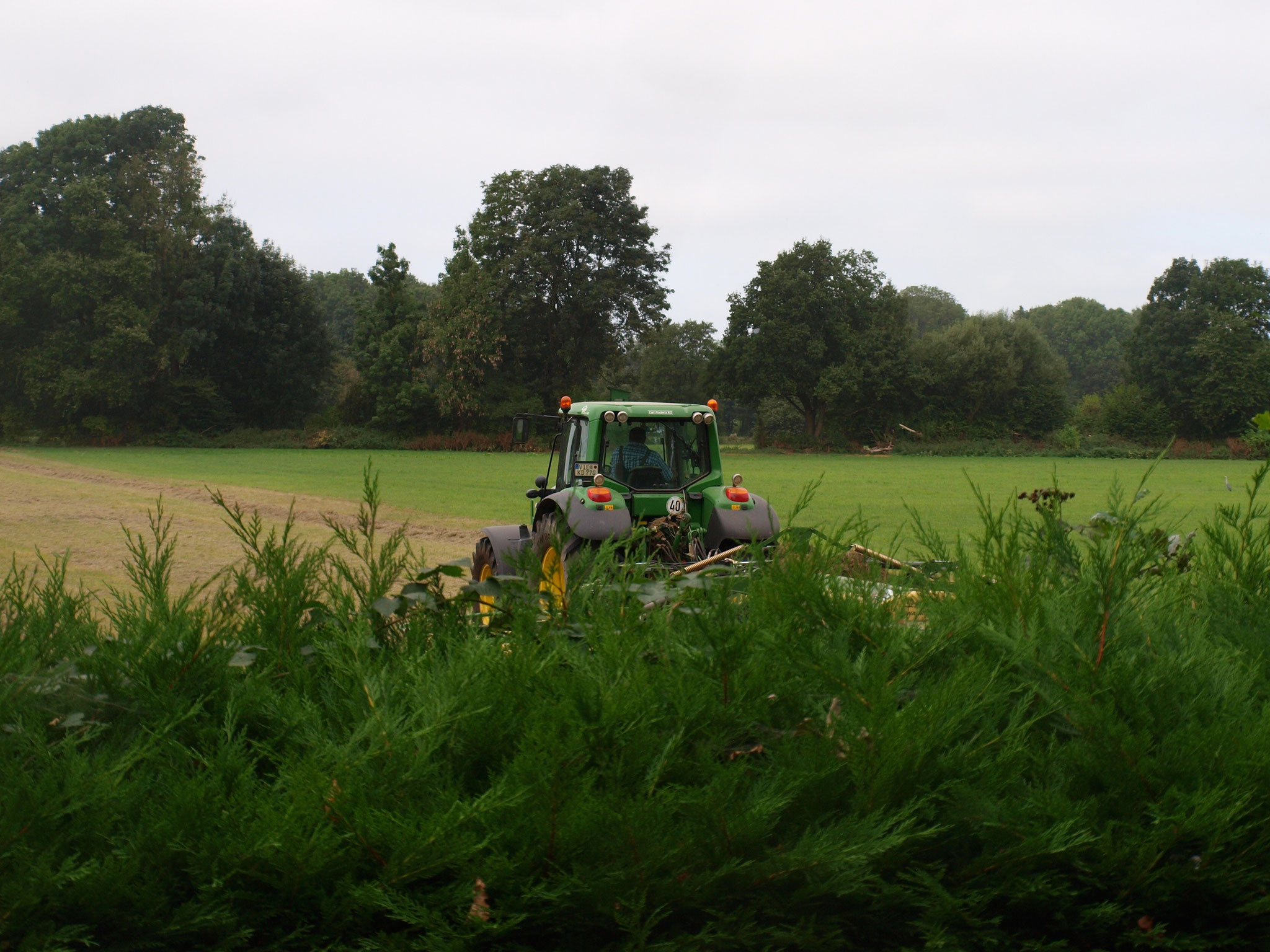 direkt hinter unserer Hecke