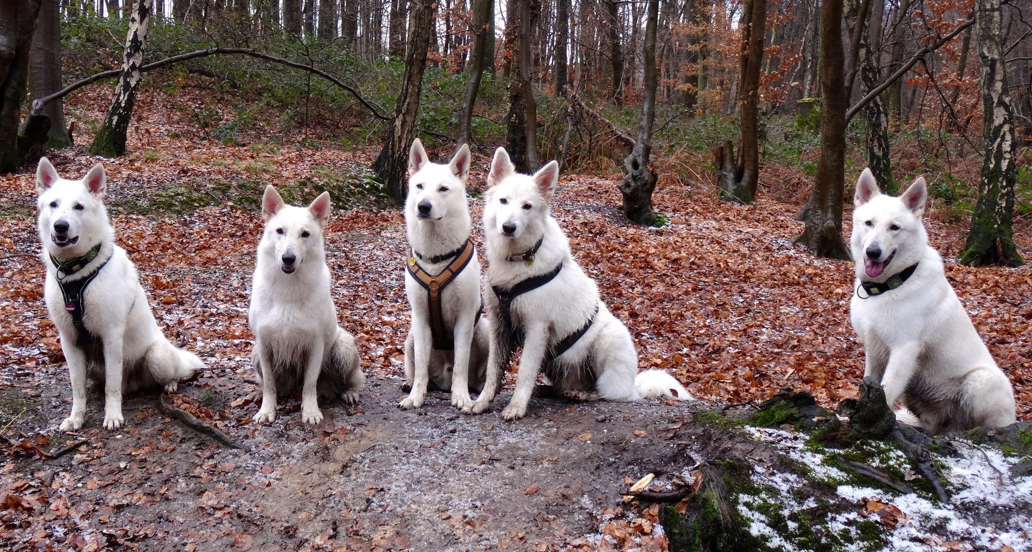 Nikan - Milka - Buddy - Chester - Flaco