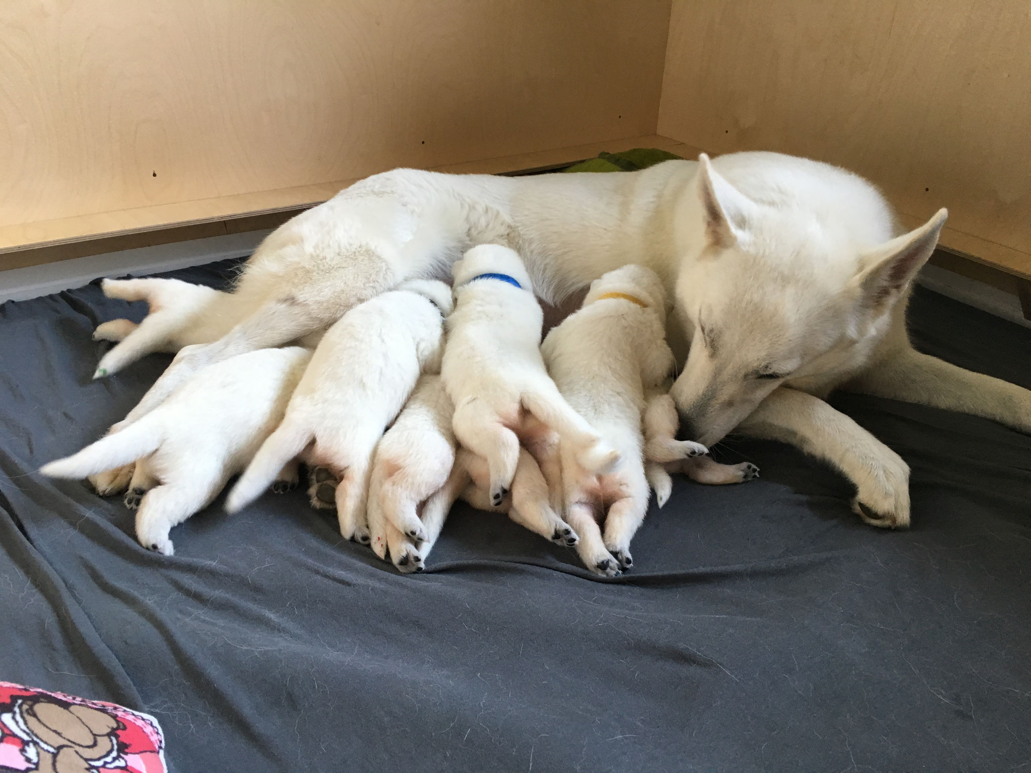 Milka und alle 8