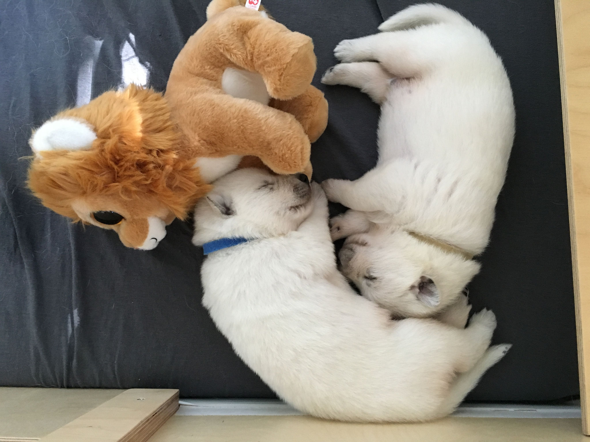 Zippy und Icey