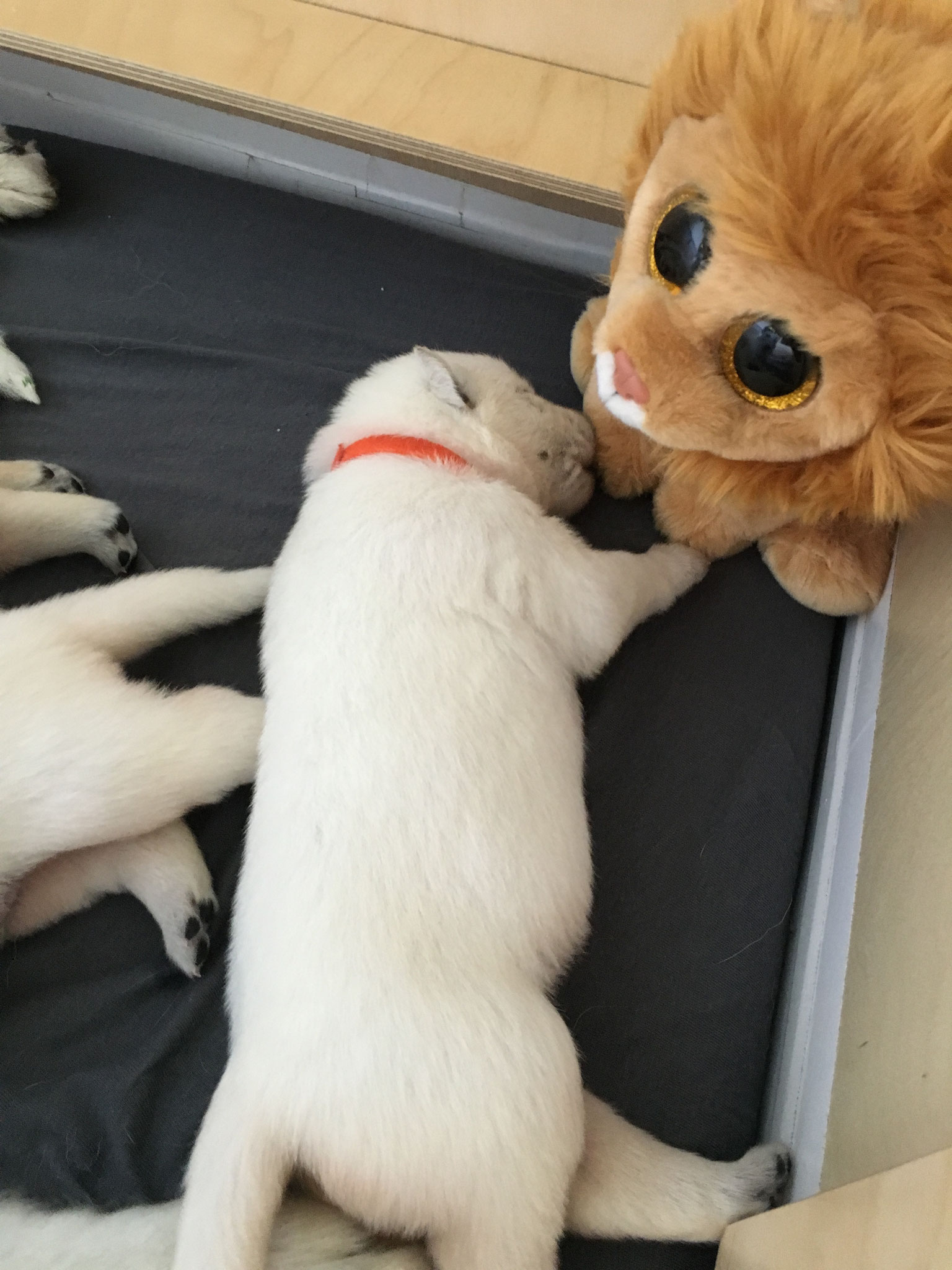 Leona untersucht den Löwen