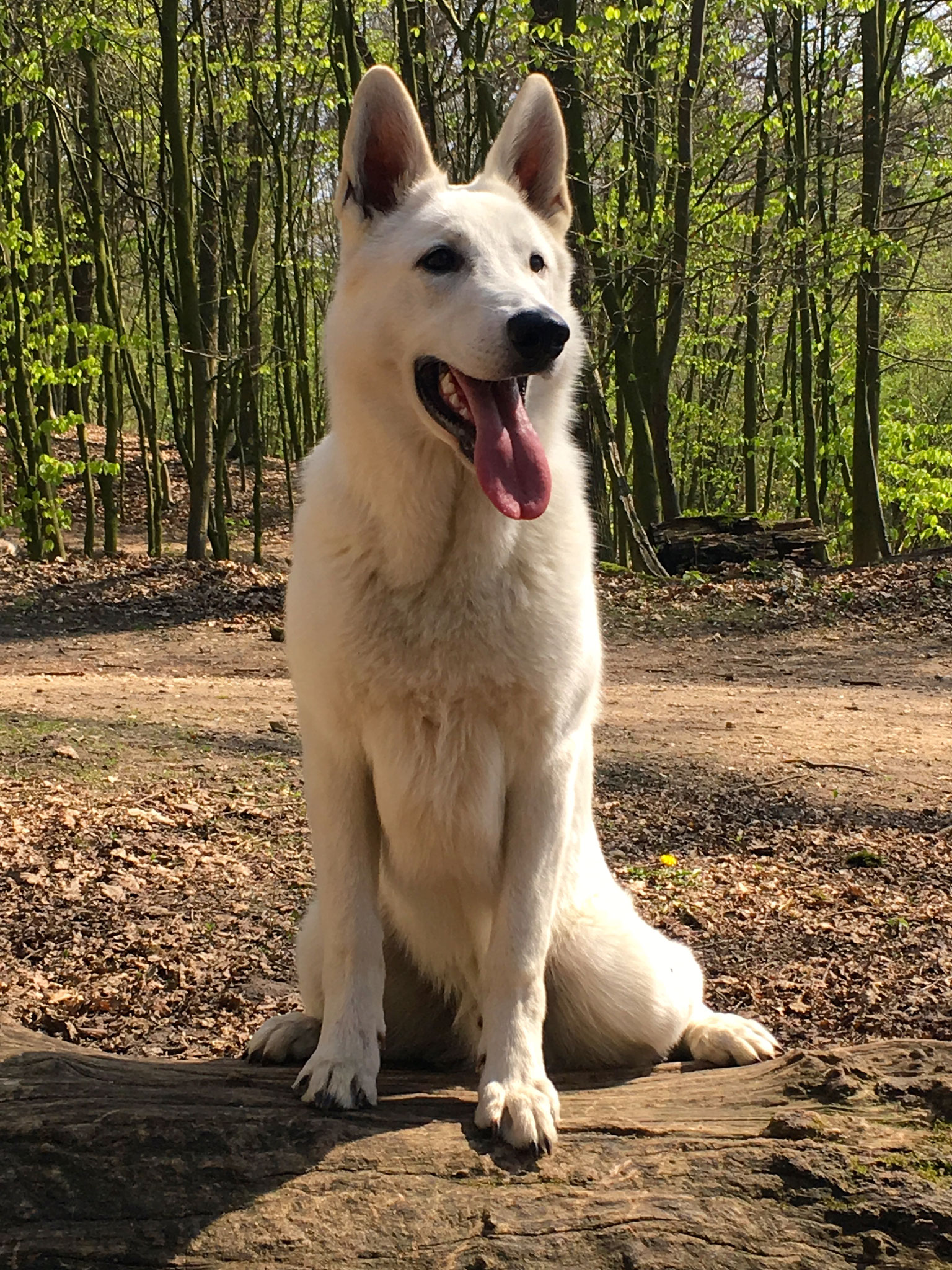Jungspund Dexter kann auch schon gut posen
