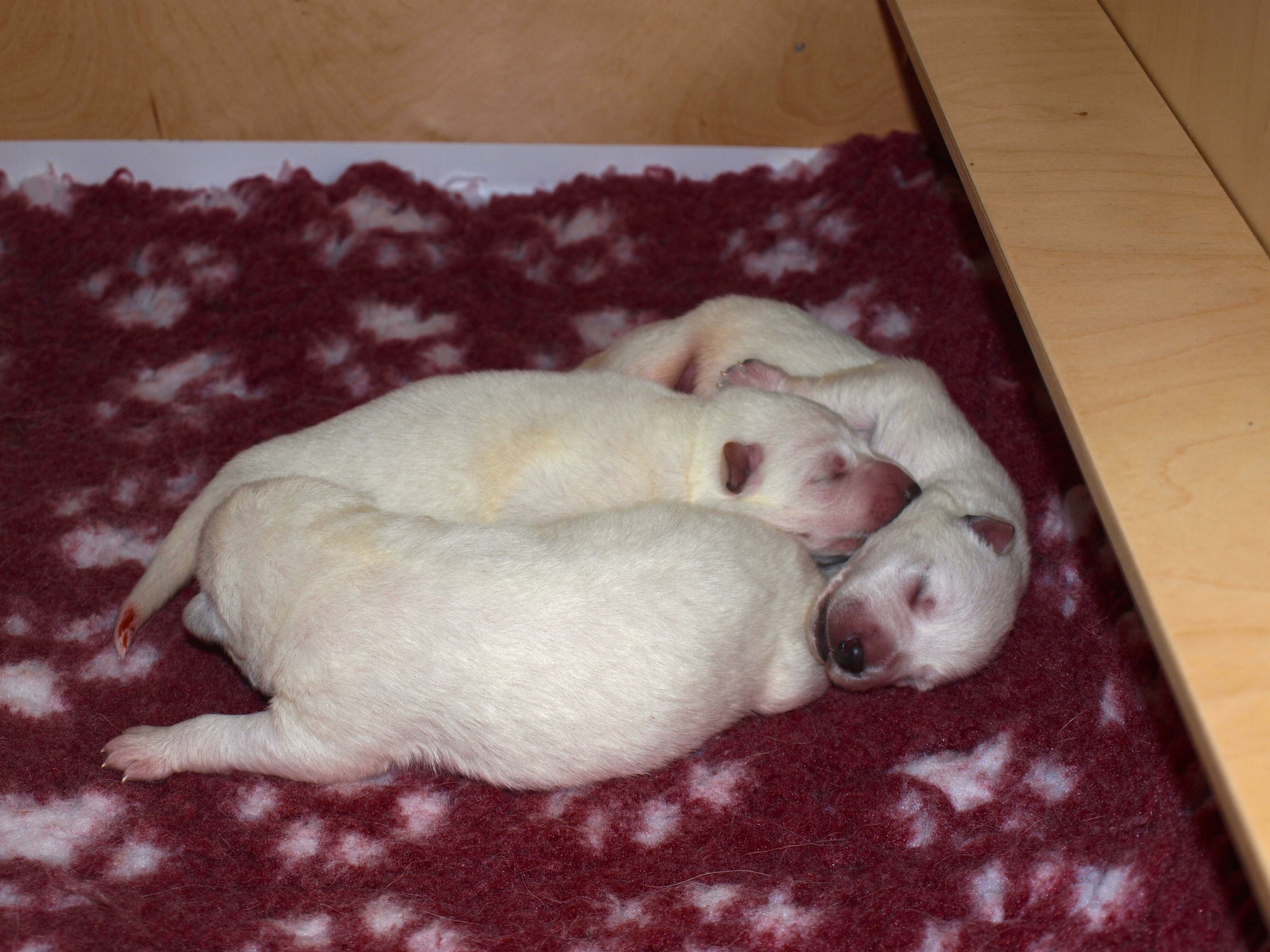 kuscheln