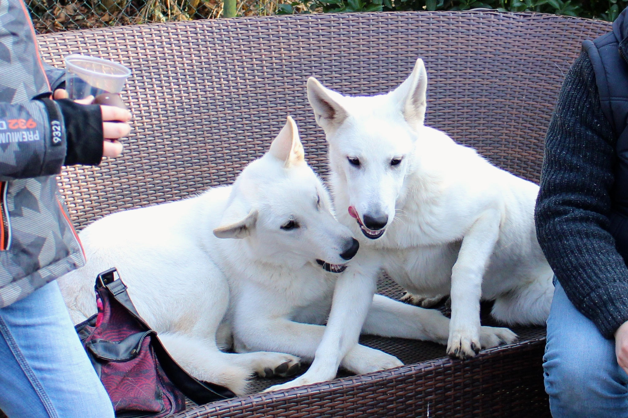 Buddy und Dexter