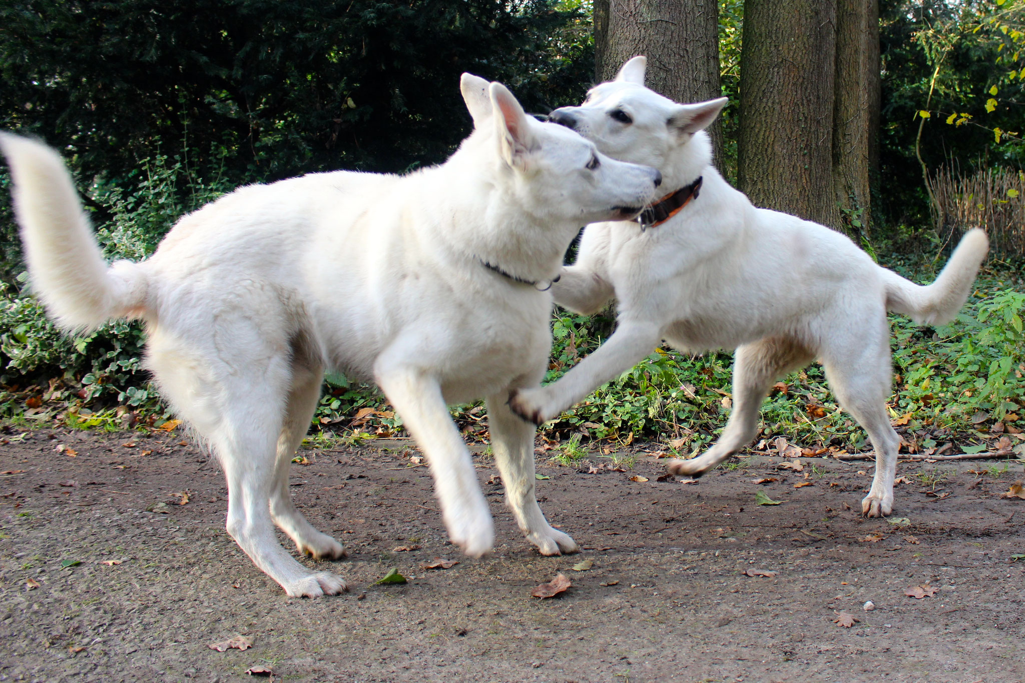 Milow und Akira