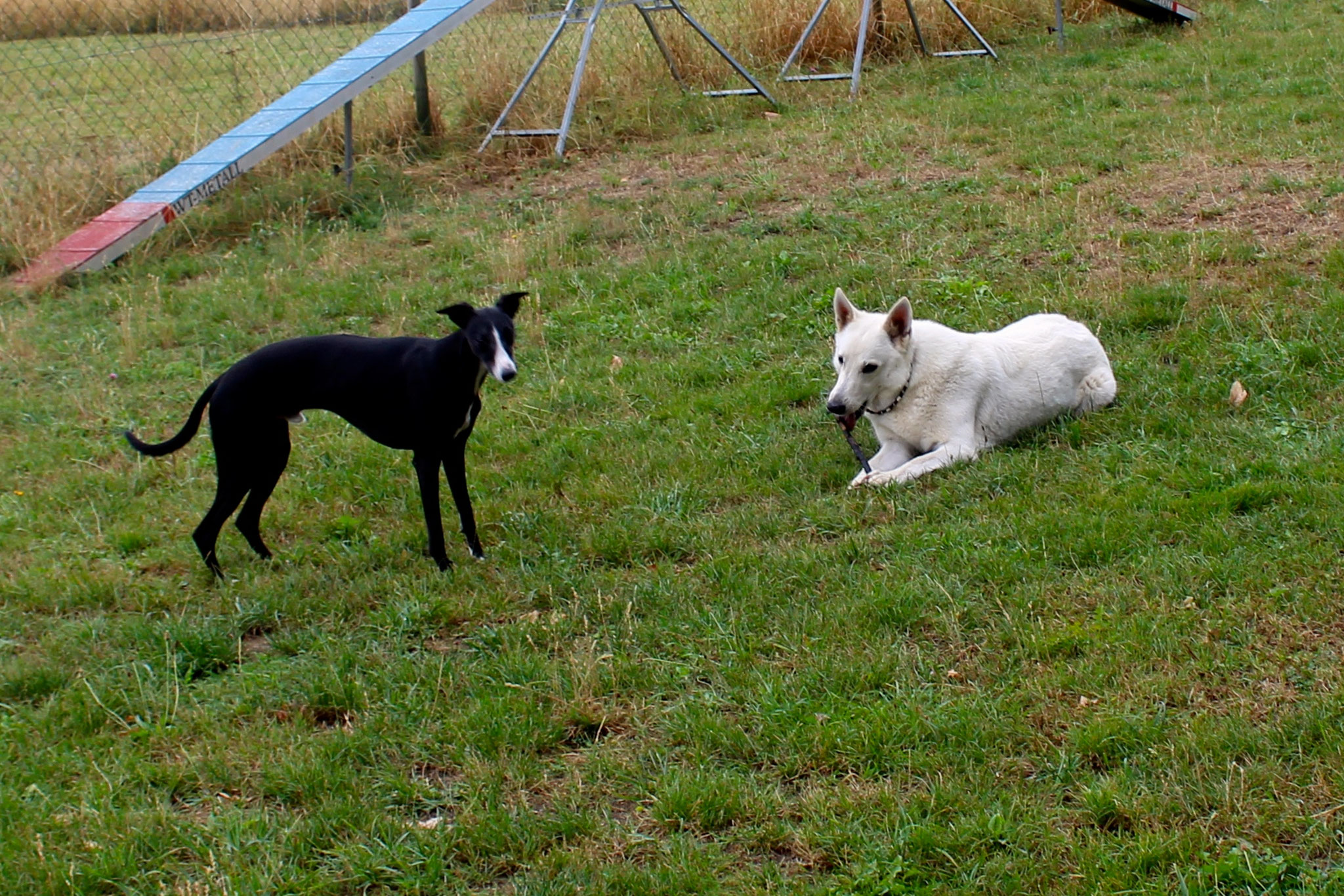 Milka & Desmond
