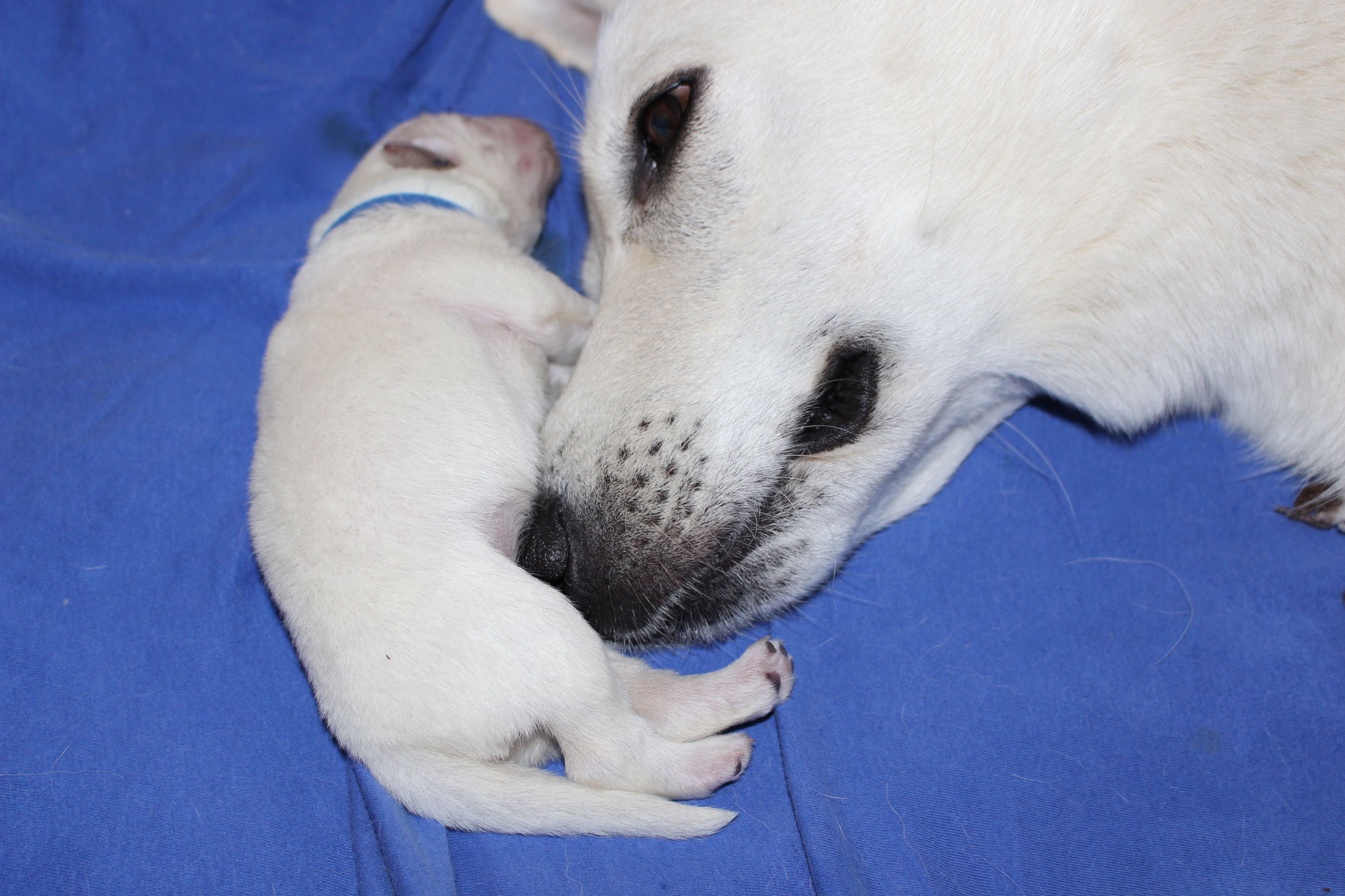 Blitz kuschelt mit Mama
