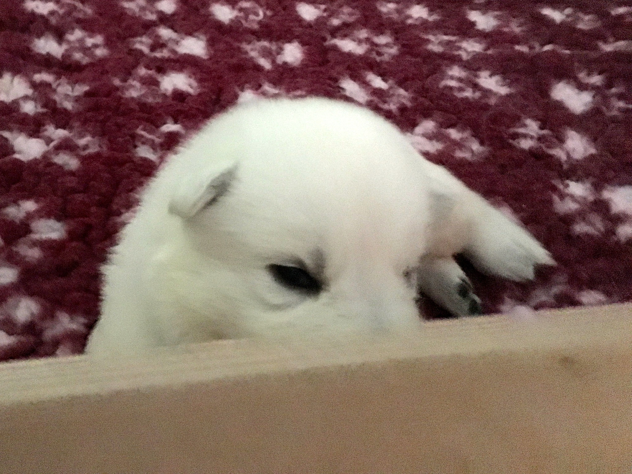 Guck guck
