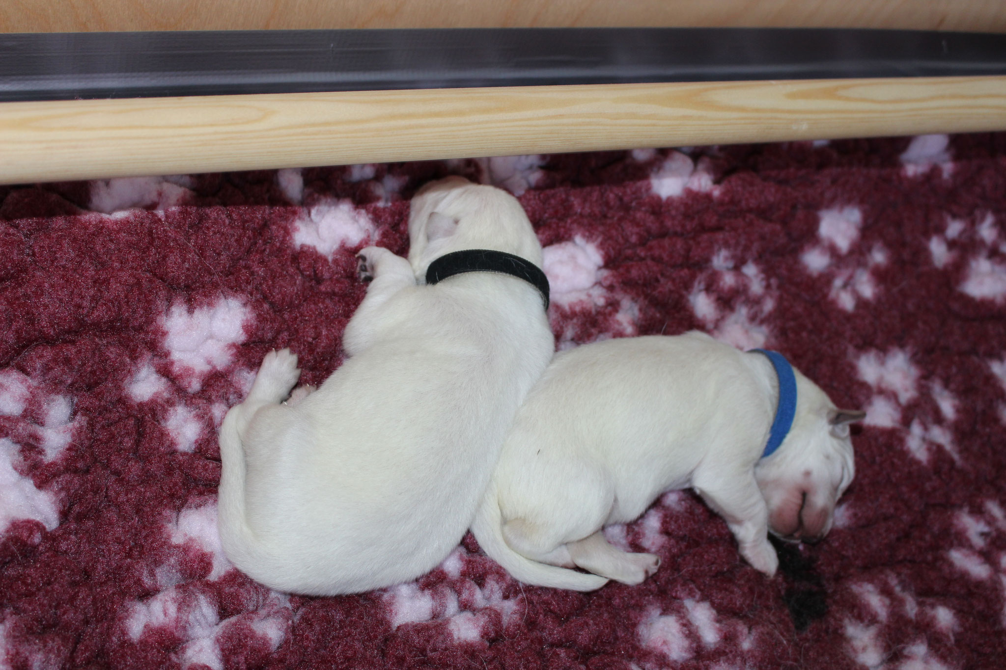 Mister Harmonie und Blitz