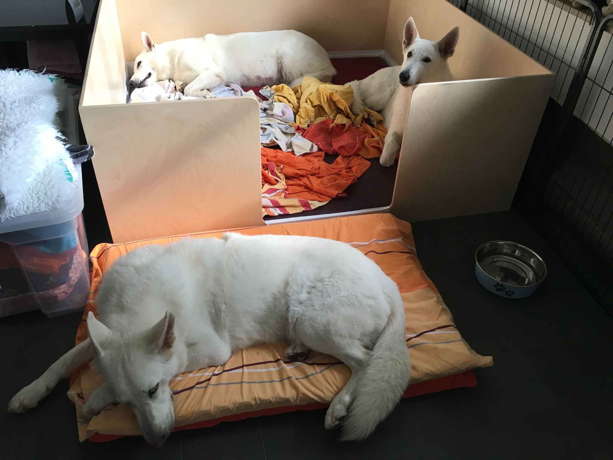 Die Familie bereitet sich auf das Großereignis vor, Milka und ihre Mama in der Kiste, Gaia wacht davor