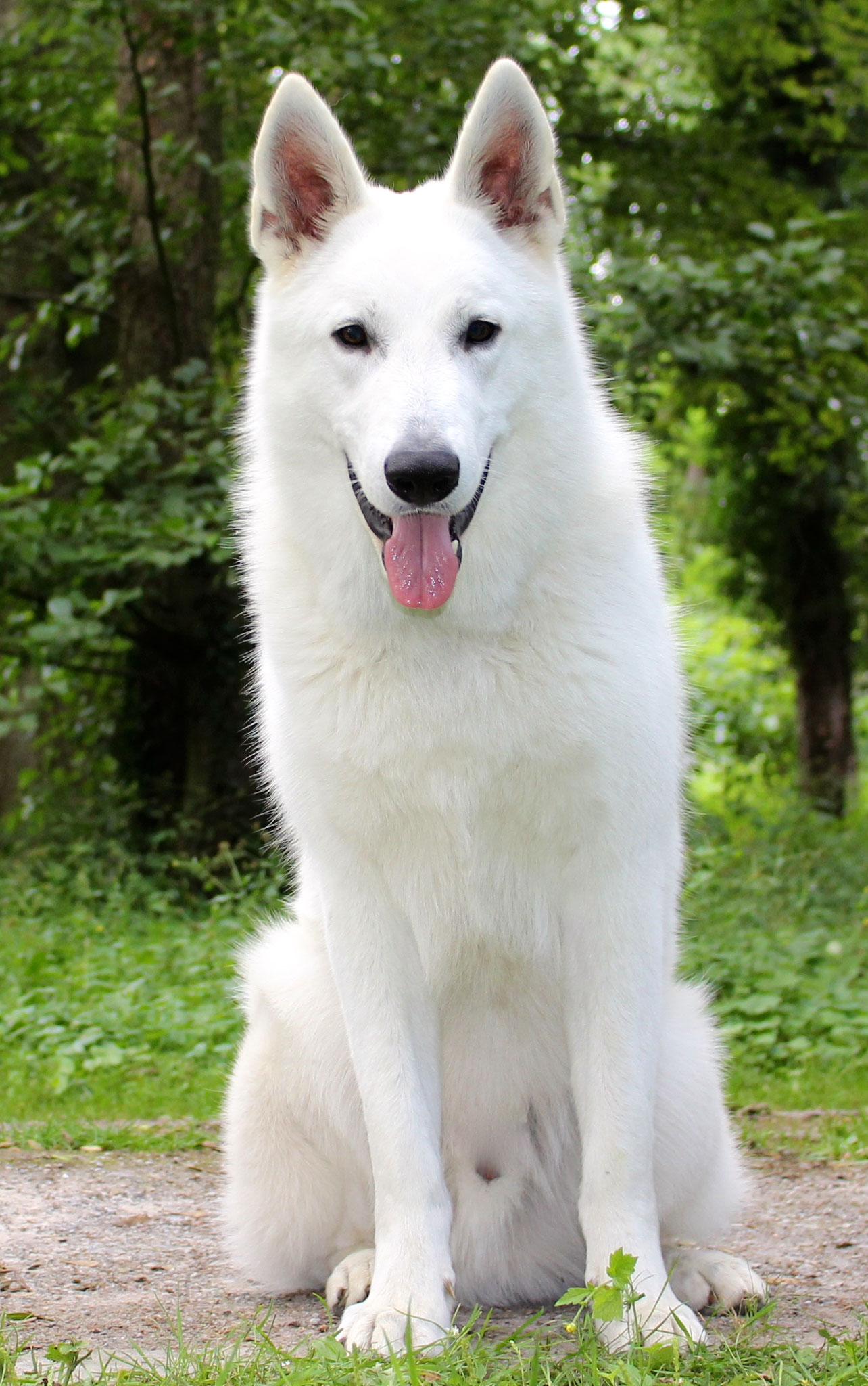 Matoskah´s Bright KENAI