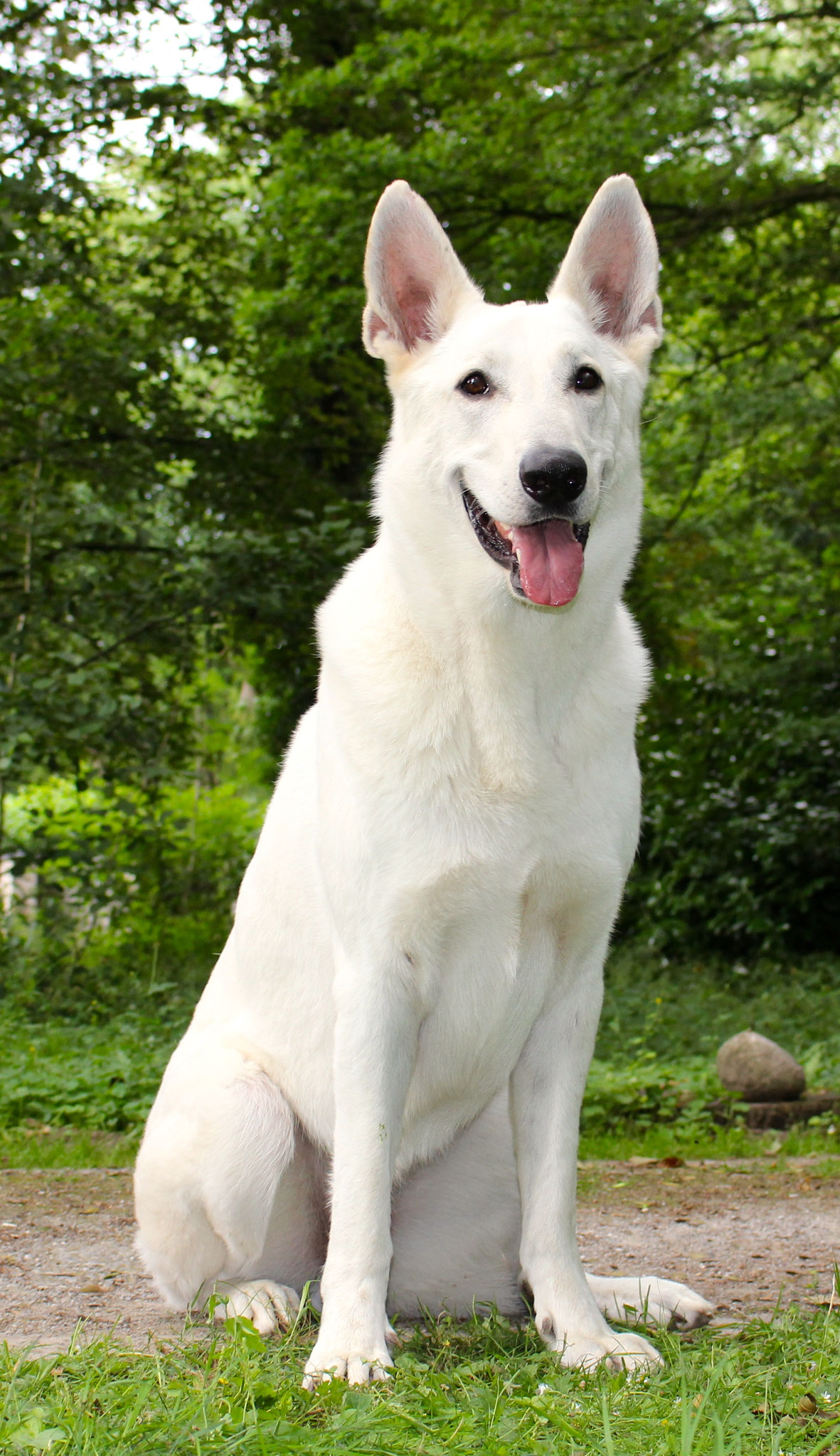 Matoskah´s Anoki Takoda (CODY)