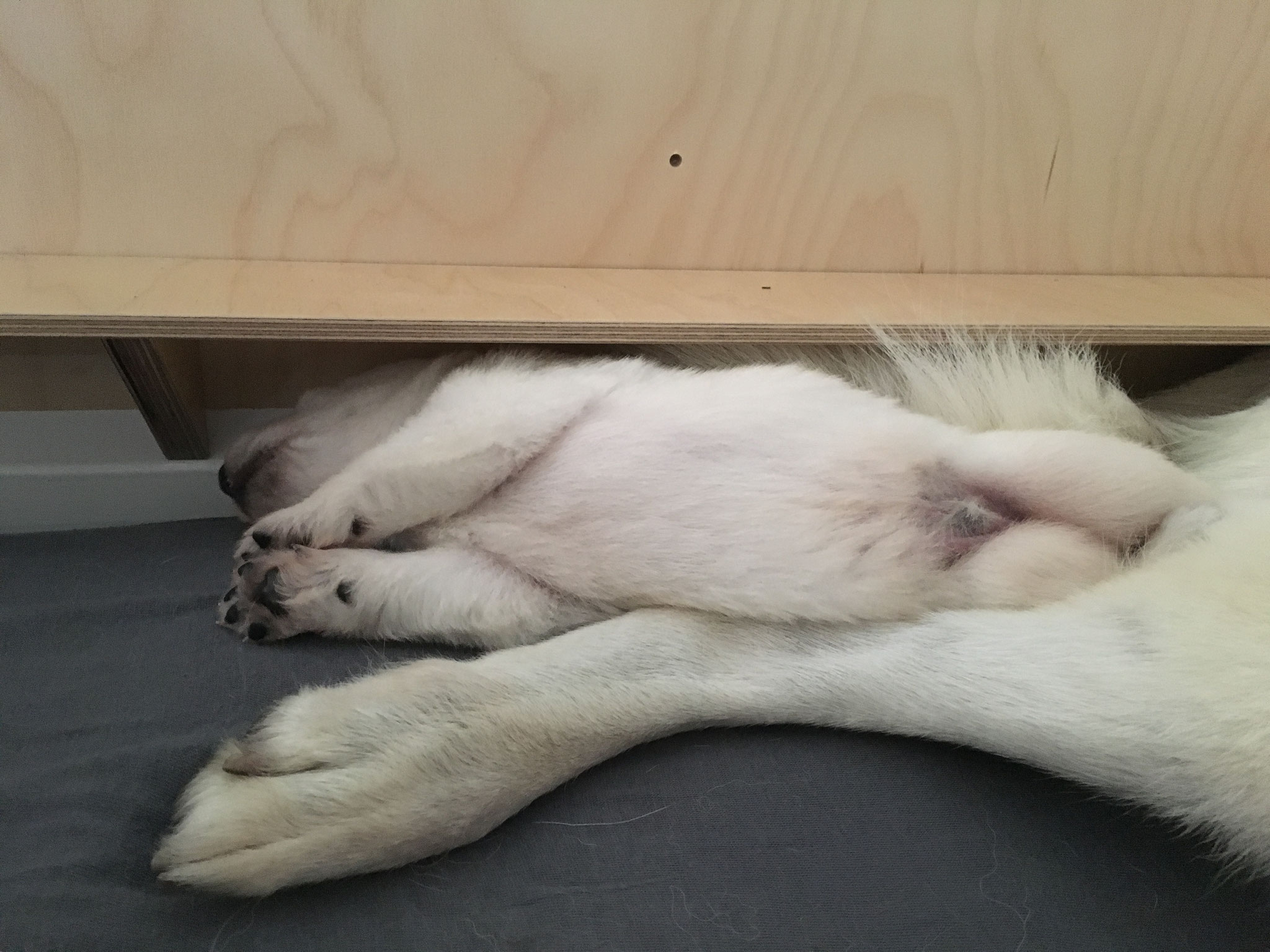 Icey chillt nach dem Fressen