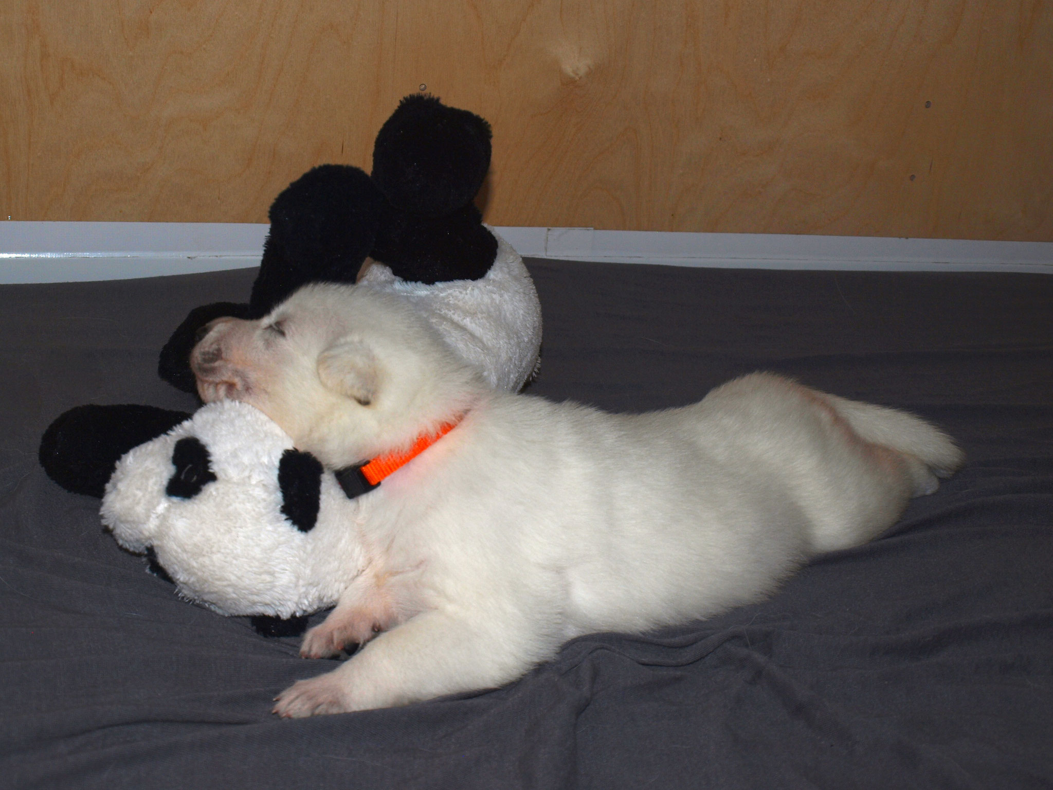 Leona und der Panda