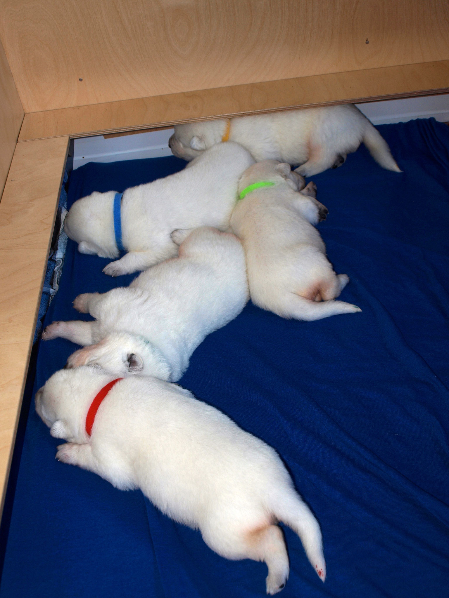 Oscar, Zippy, Cinder, Buck und Slush