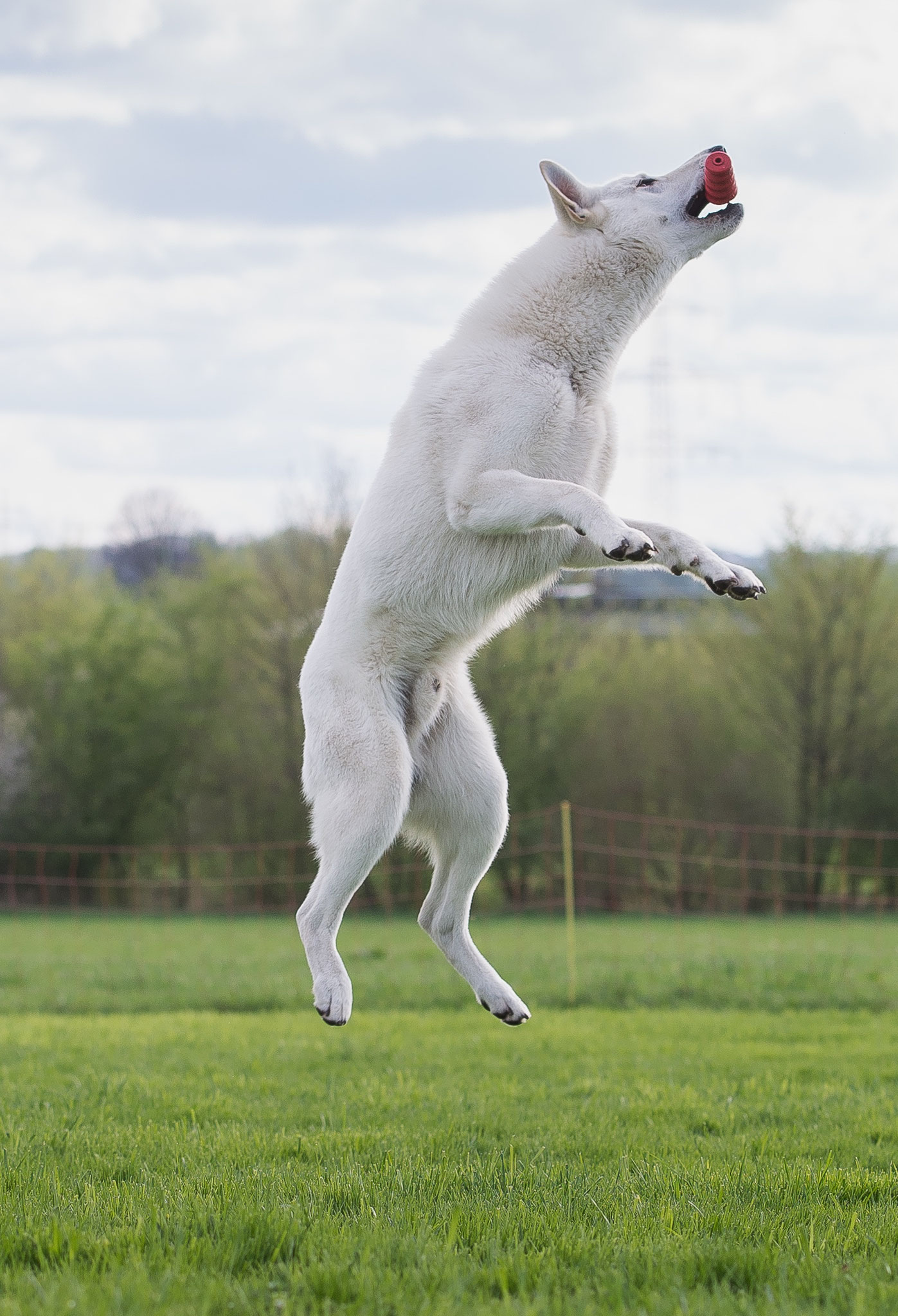 sportlich