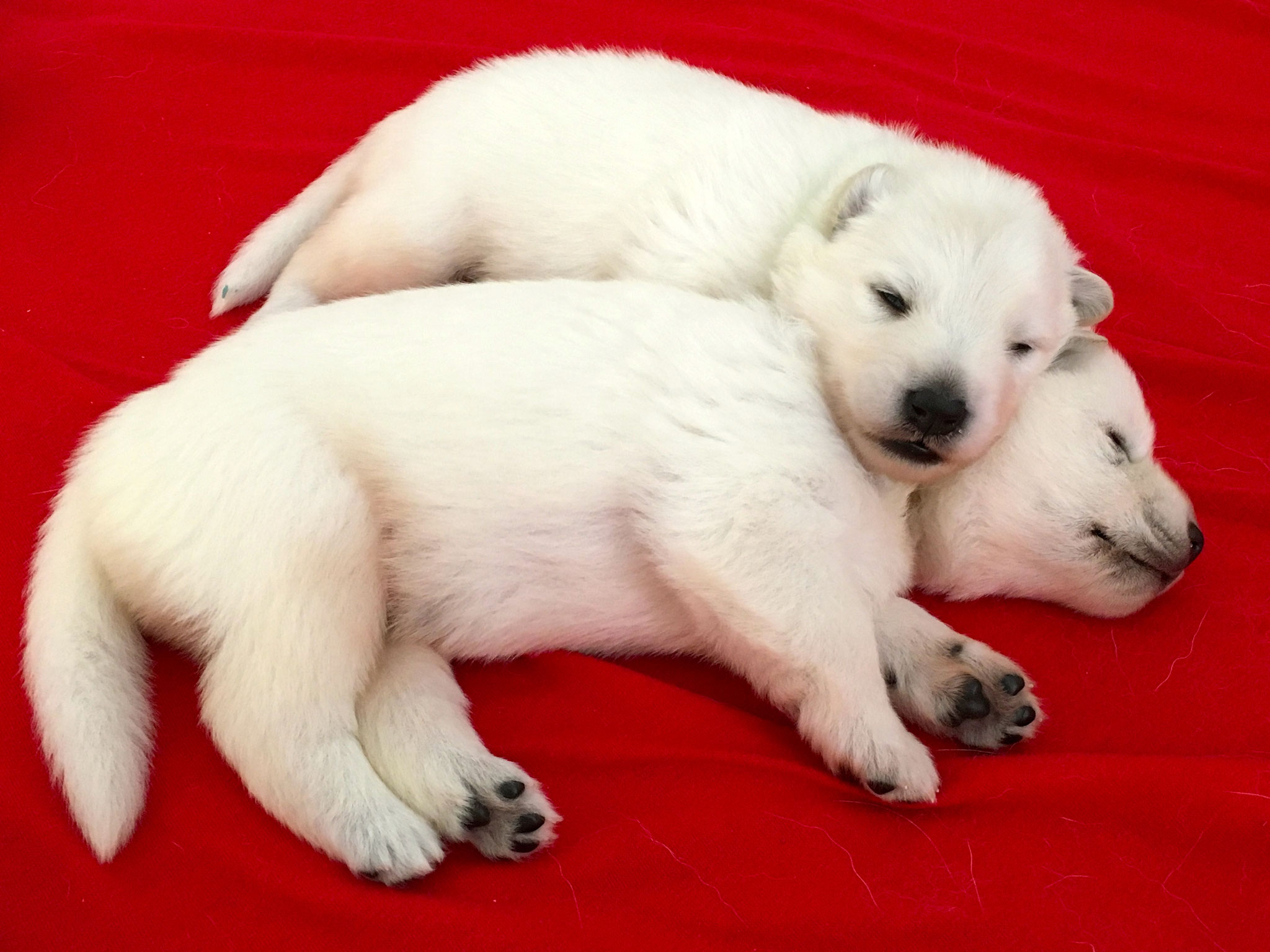 Cinder und Icey