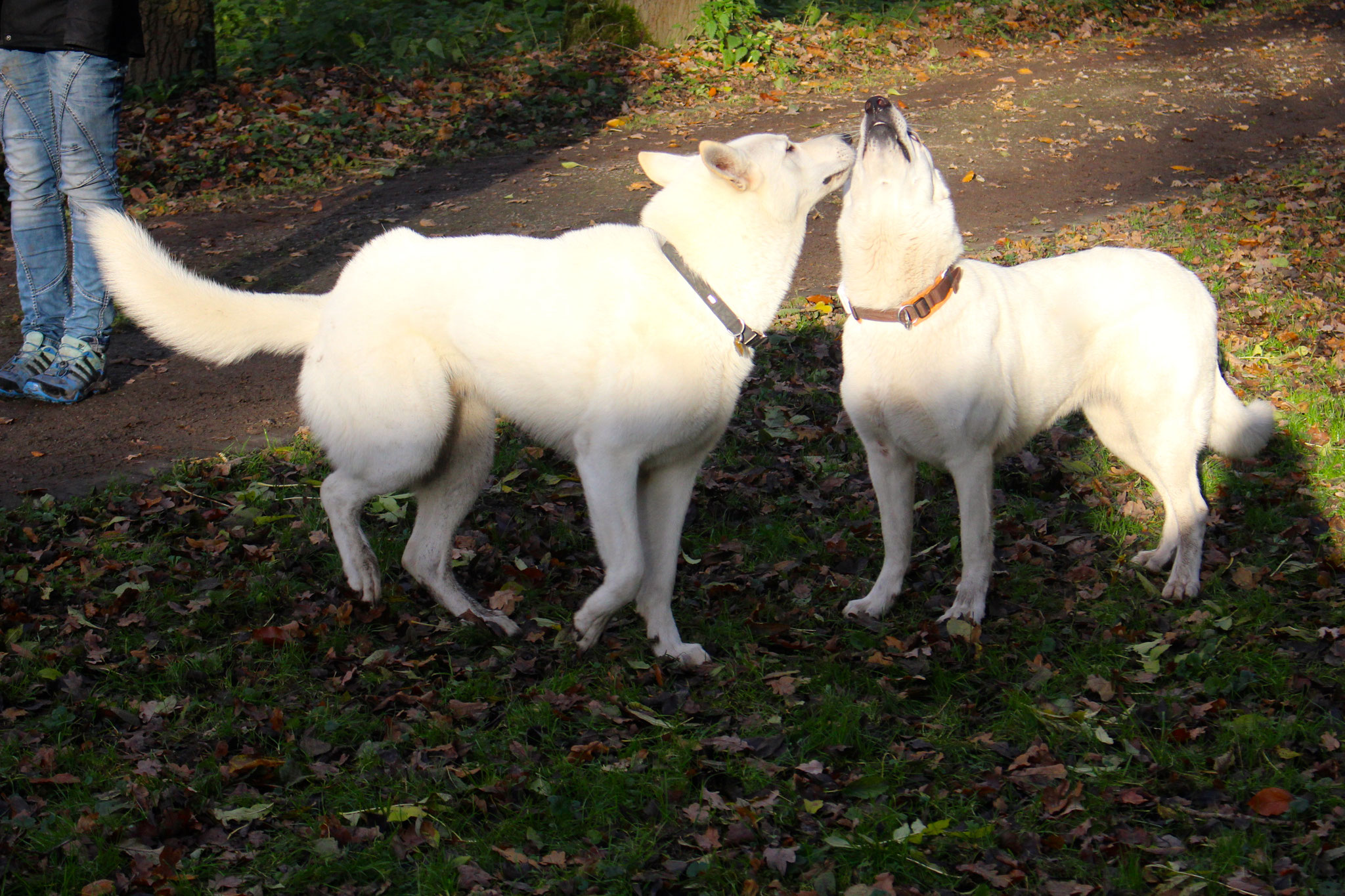 Buddy und Tante Akira