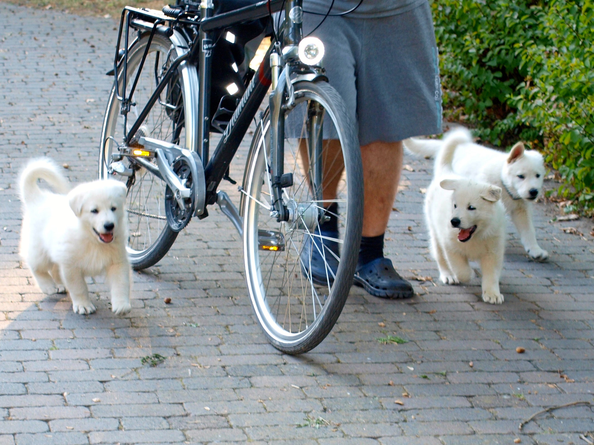 perfekte Fahrrad-Begleit-Hunde