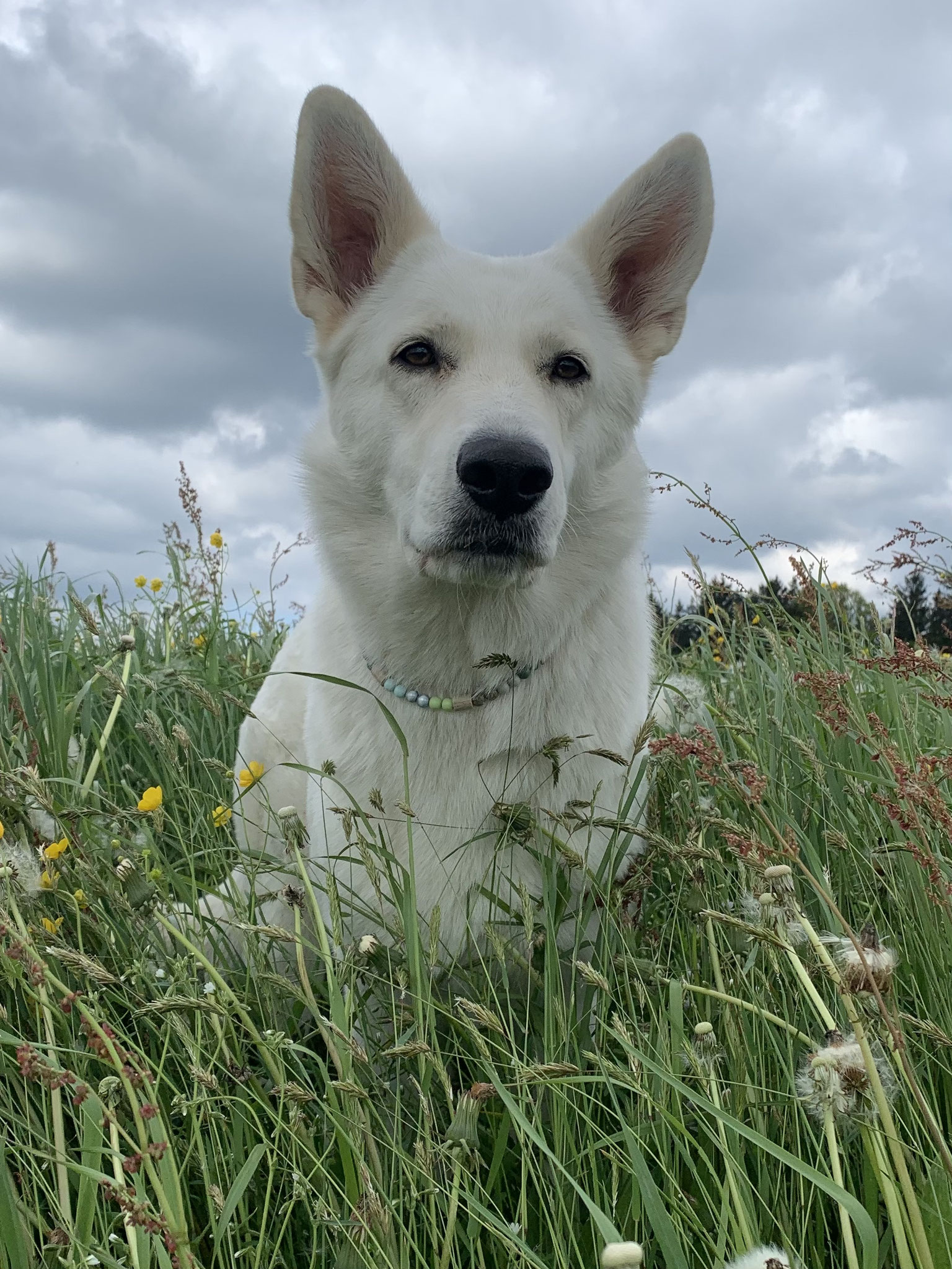 Talima