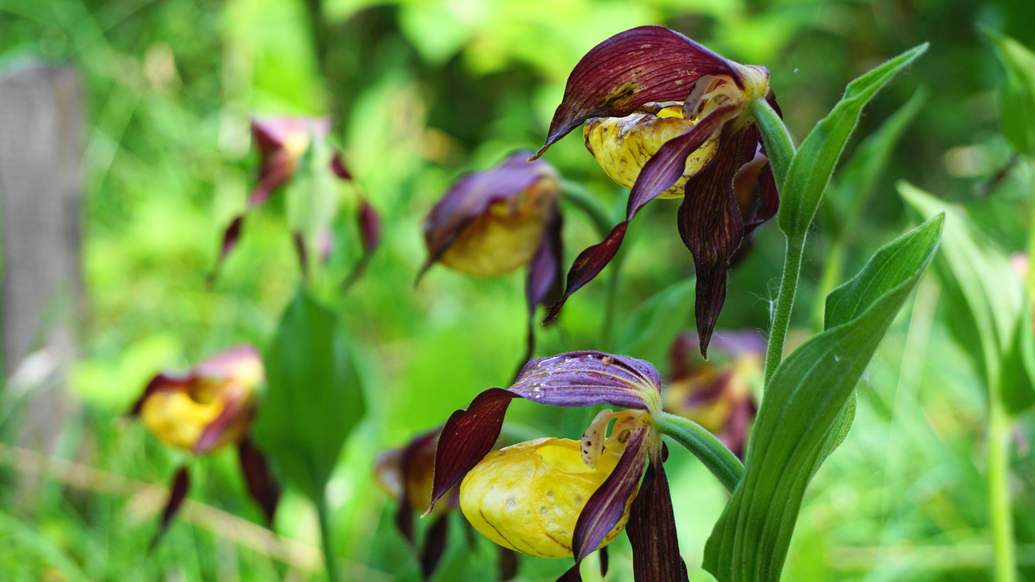 Frauenschuhblüte im Lechtal