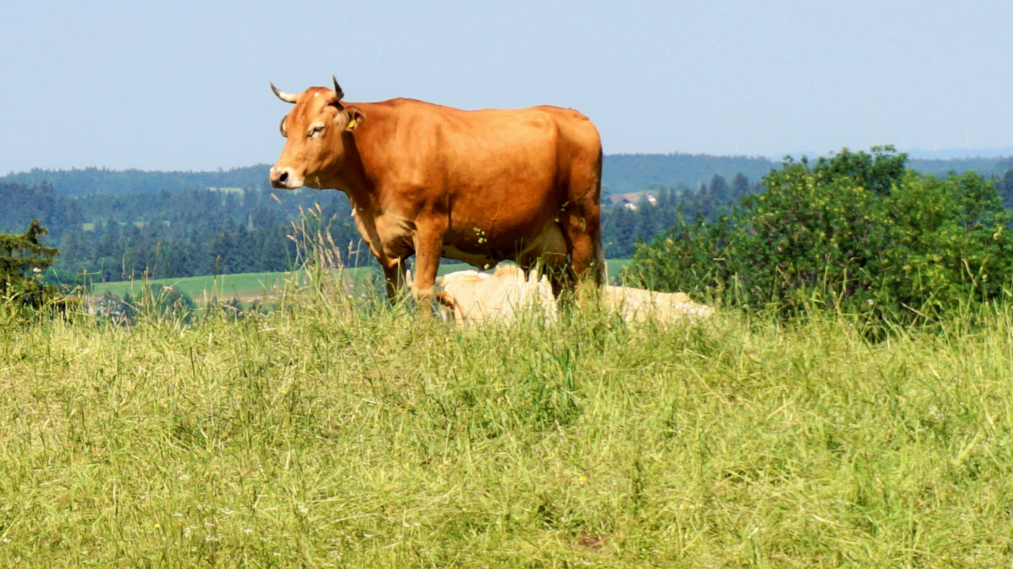 glückliche Kühe