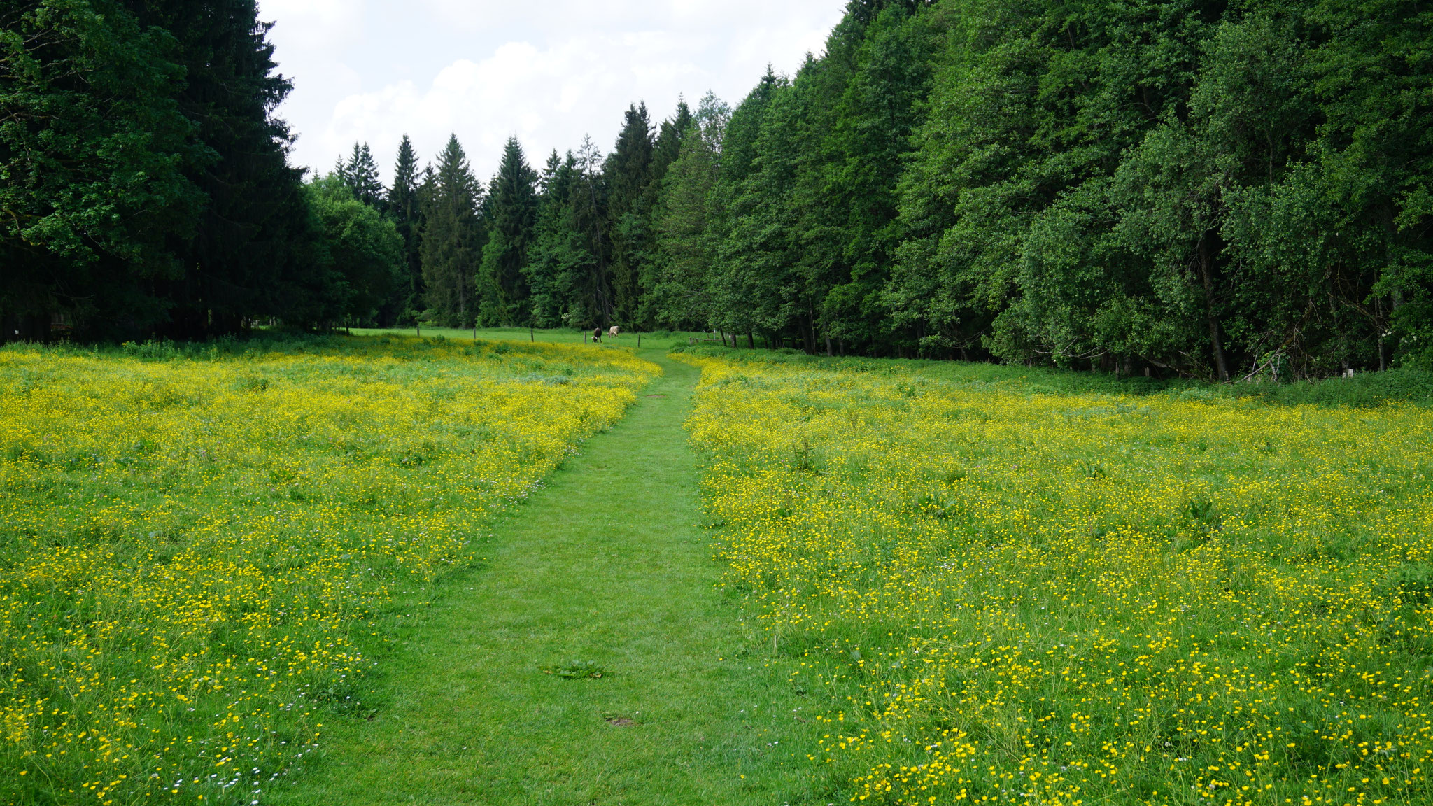 Wanderwege