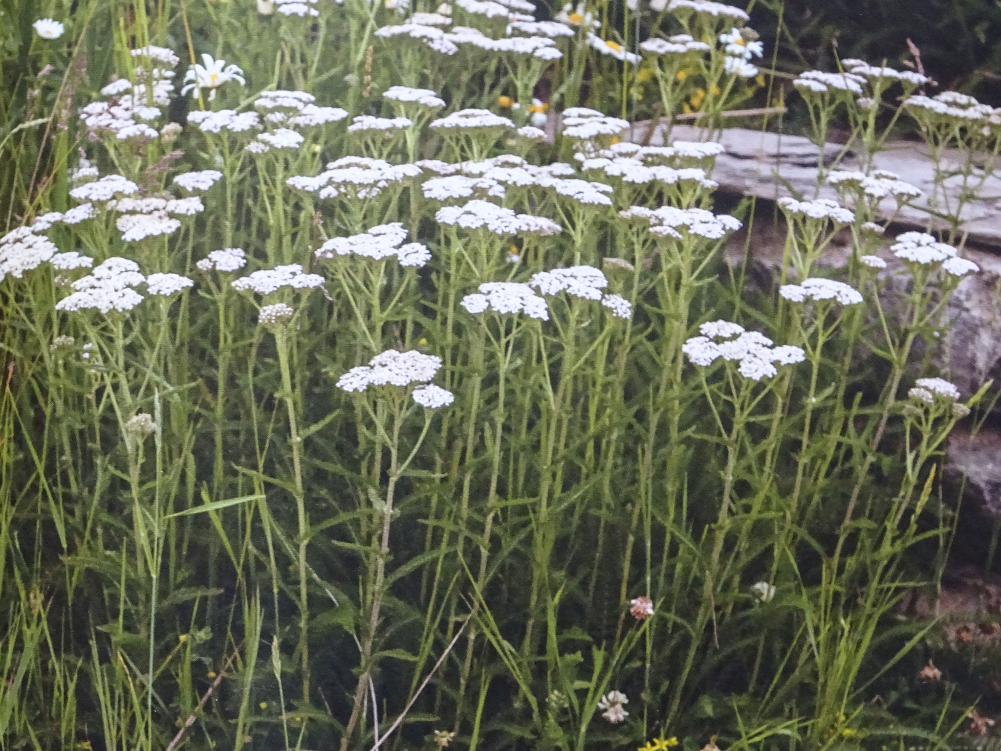 fiche 2 - Achillea millefolium