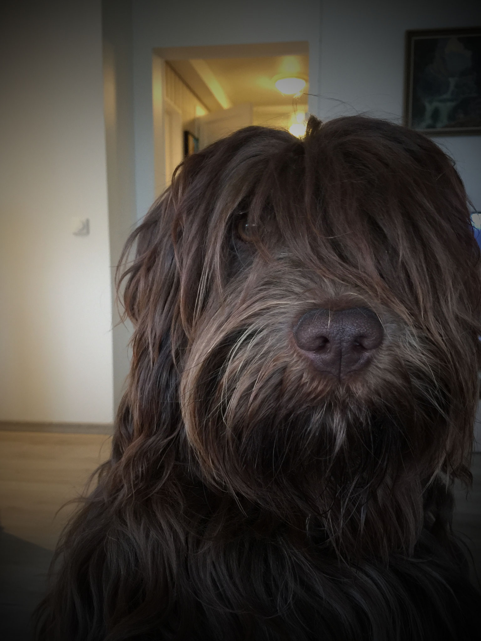 Lady