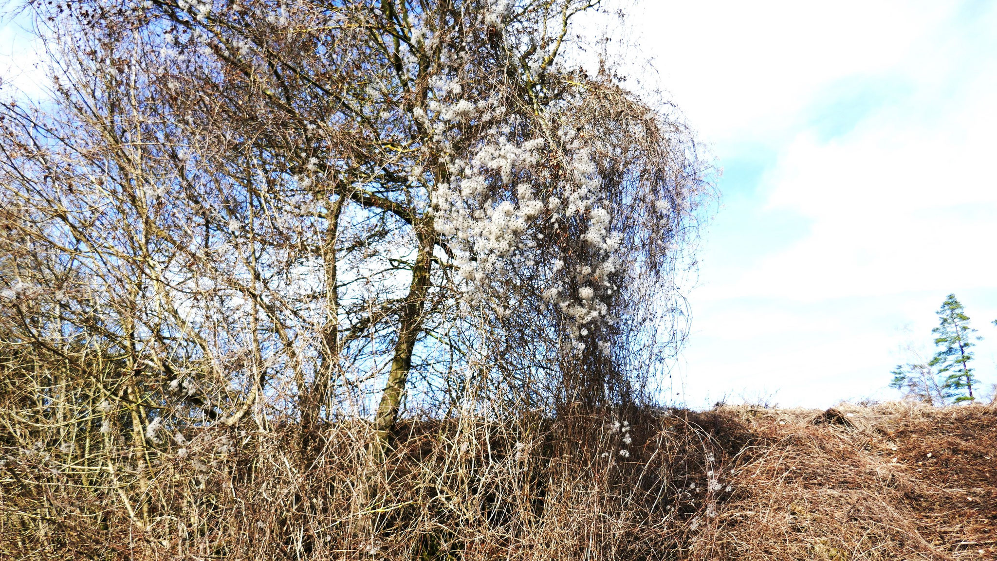 Waldrebe im Winterkleid