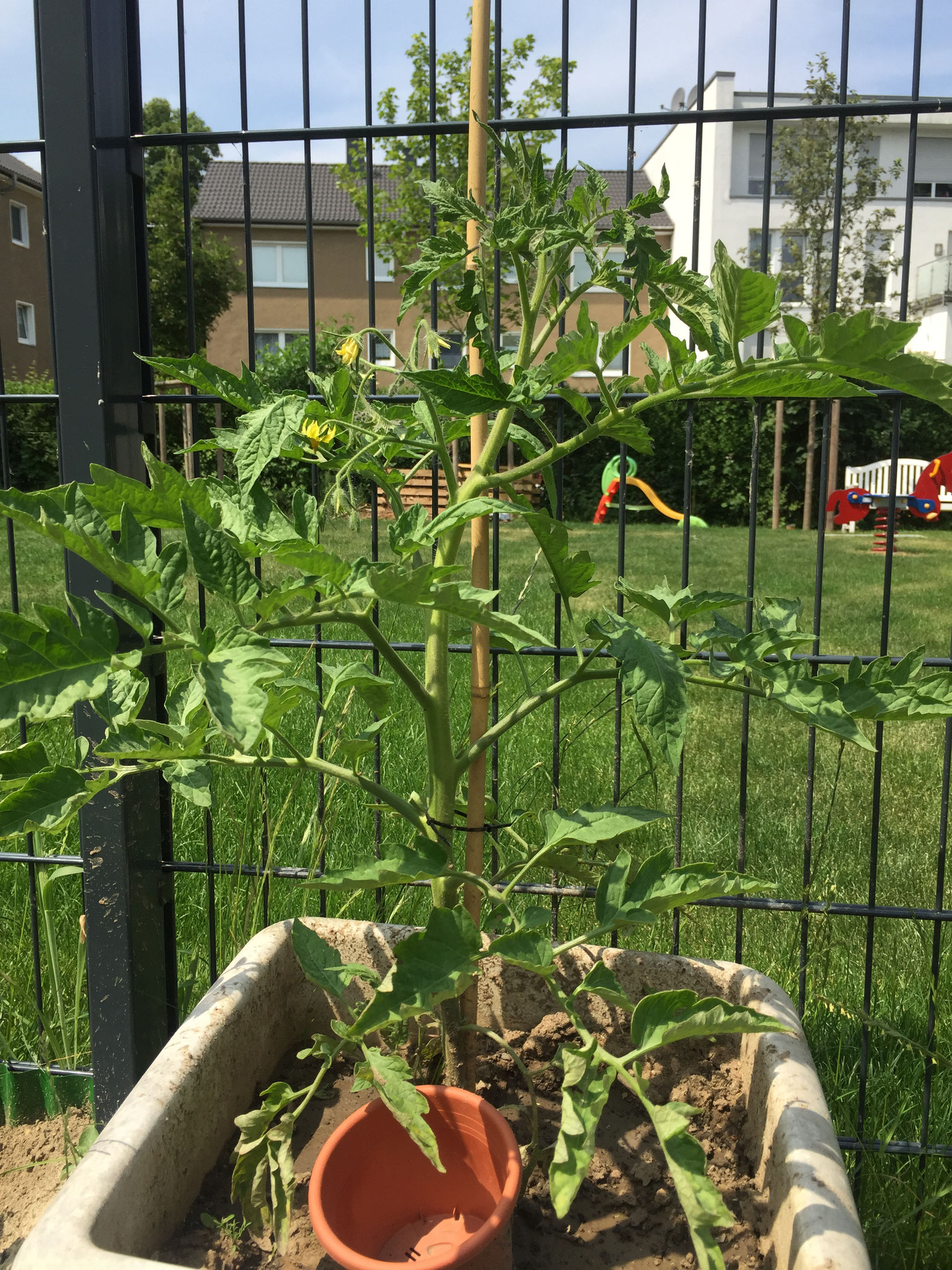 Die Tomaten wachsen so schnell, sie werden jeden Tag ausgegeizt