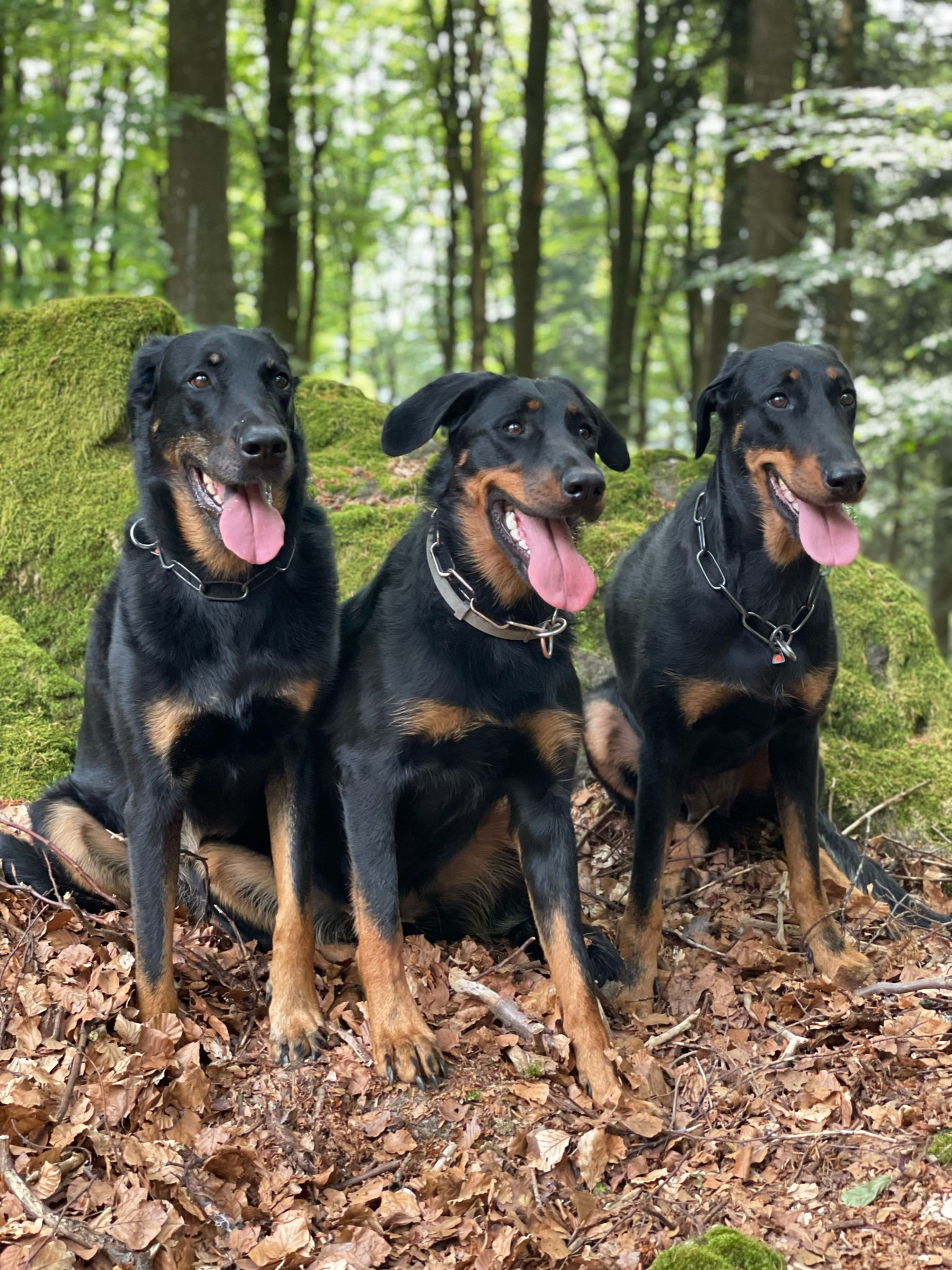 Bagheera, Aveline und Neva