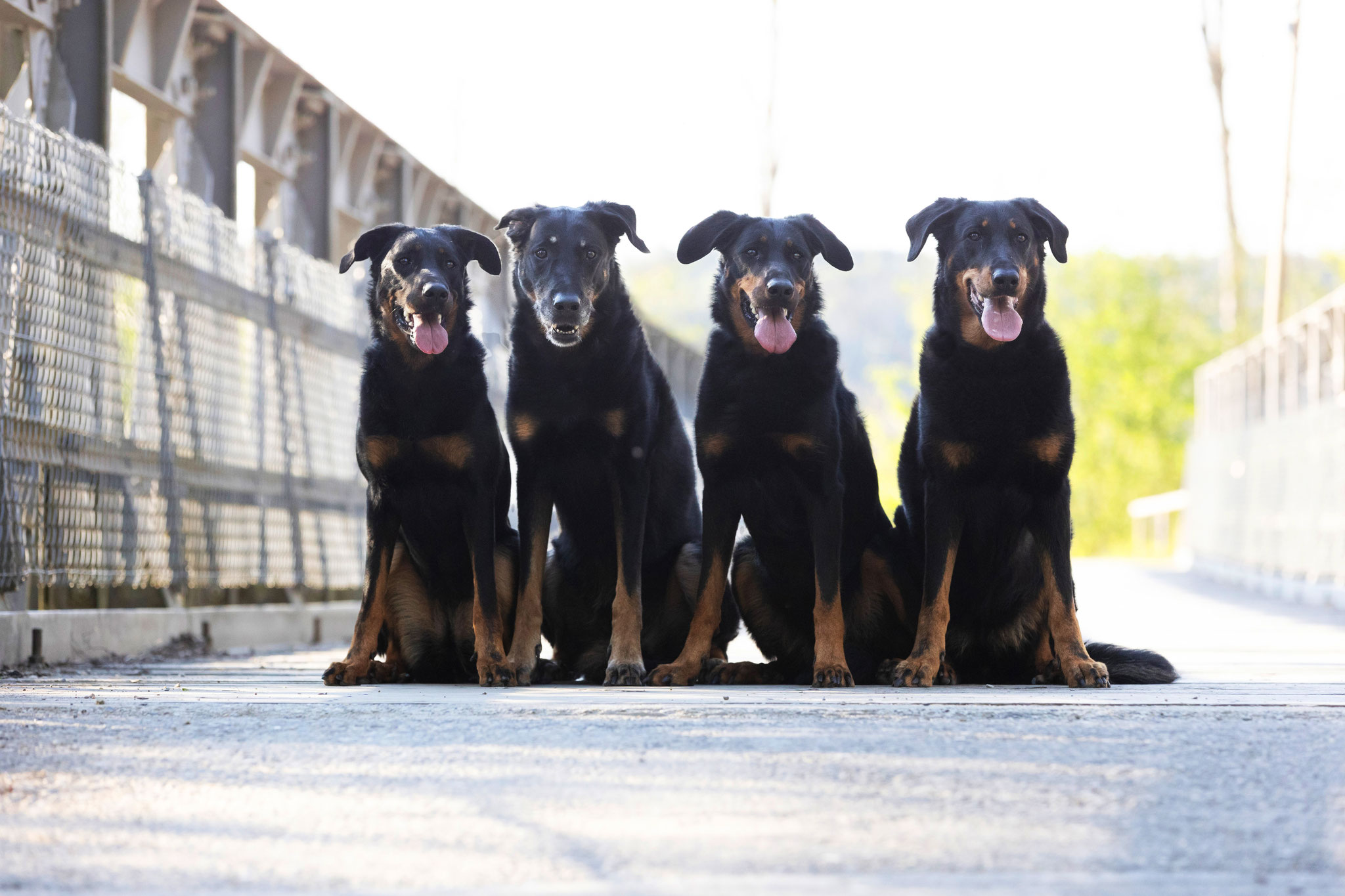 Candy, Bagheera, Aveline, Neva