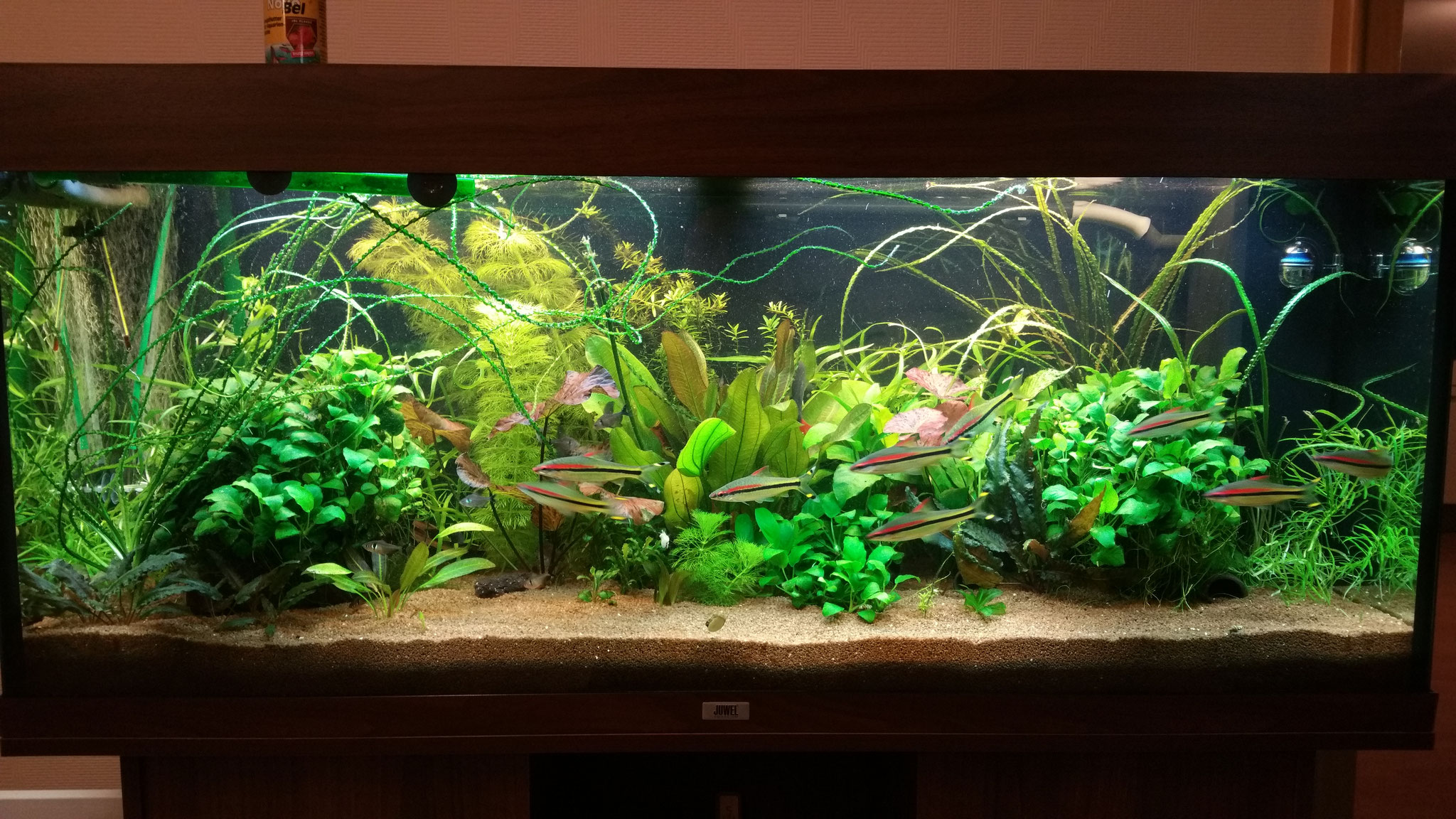Co2 Fullservice Aquarien Service Martin Kompetenz Fur Privat Und Unternehmen