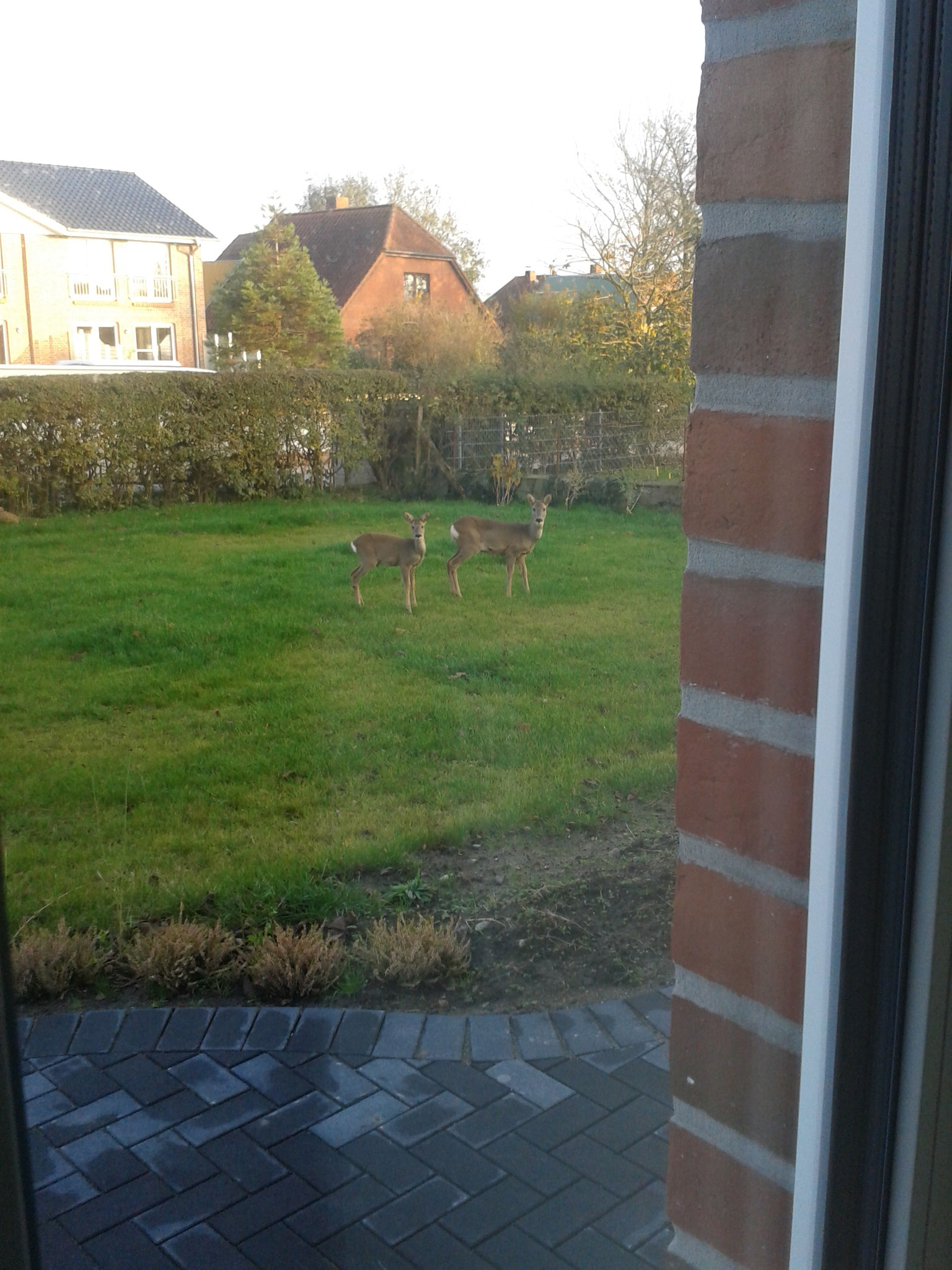 Auch die Rehe mögen unseren Garten (besonders die Rosen und Margeriten) und kommen gerne zu Besuch!