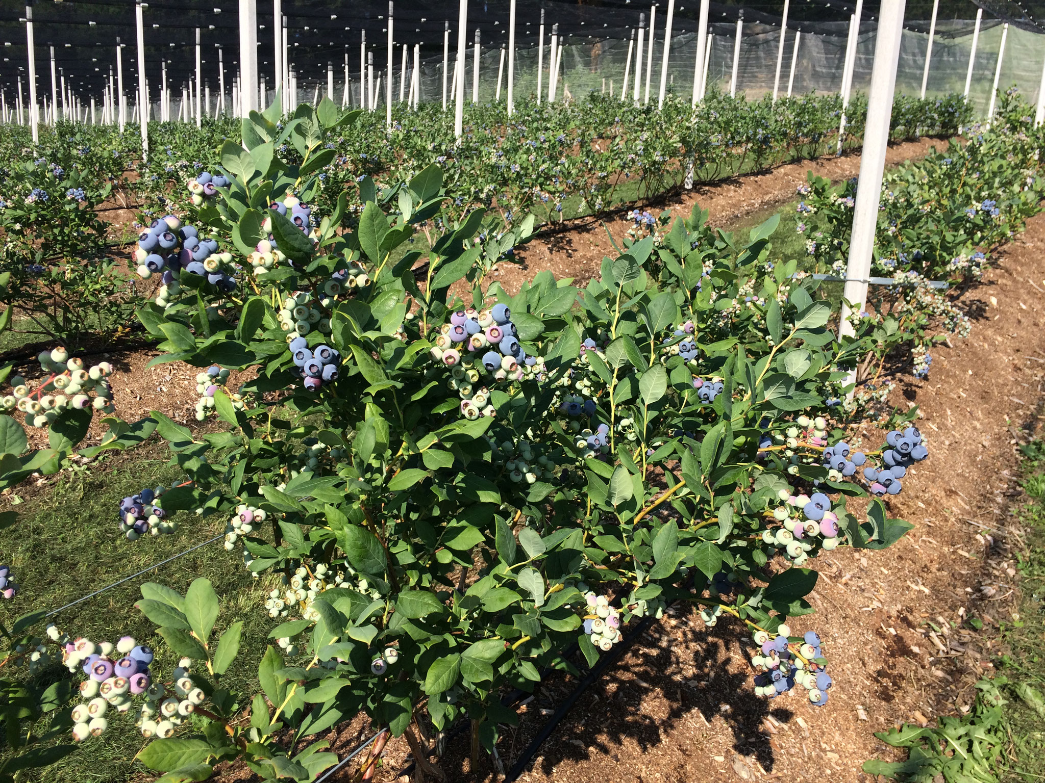 7. Juli 2018 Die ersten Heidelbeeren haben sich blau eingefärbt und können bald gepflückt werden